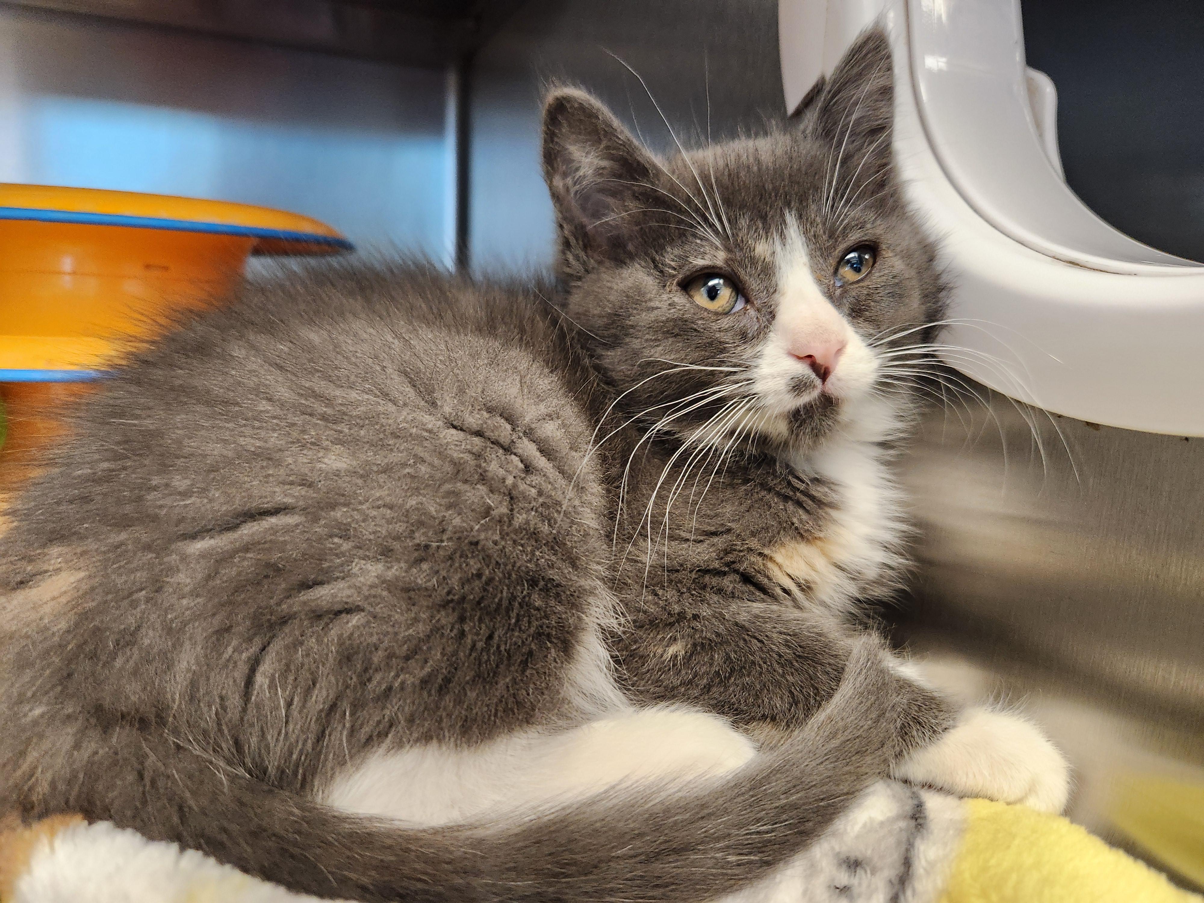 Maldives, ADOPTABLE, Kitten Female Domestic Medium Hair.