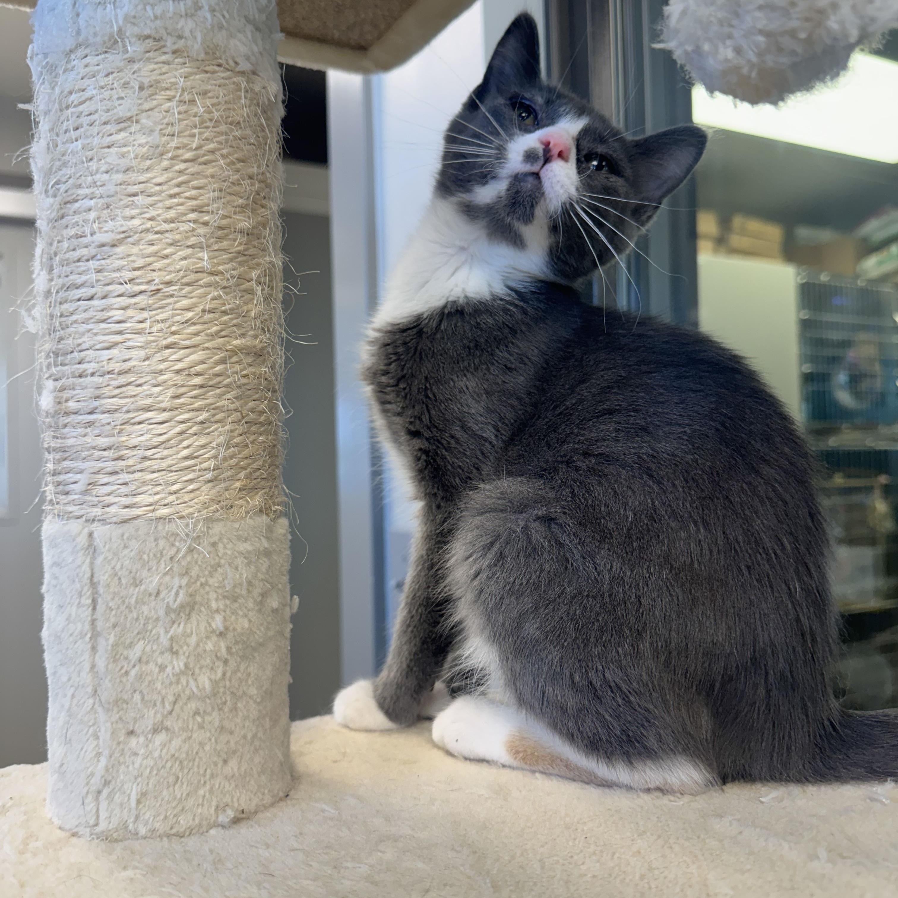 Maldives, a ADOPTABLE Domestic Medium Hair in Liberty, MO image 2/4