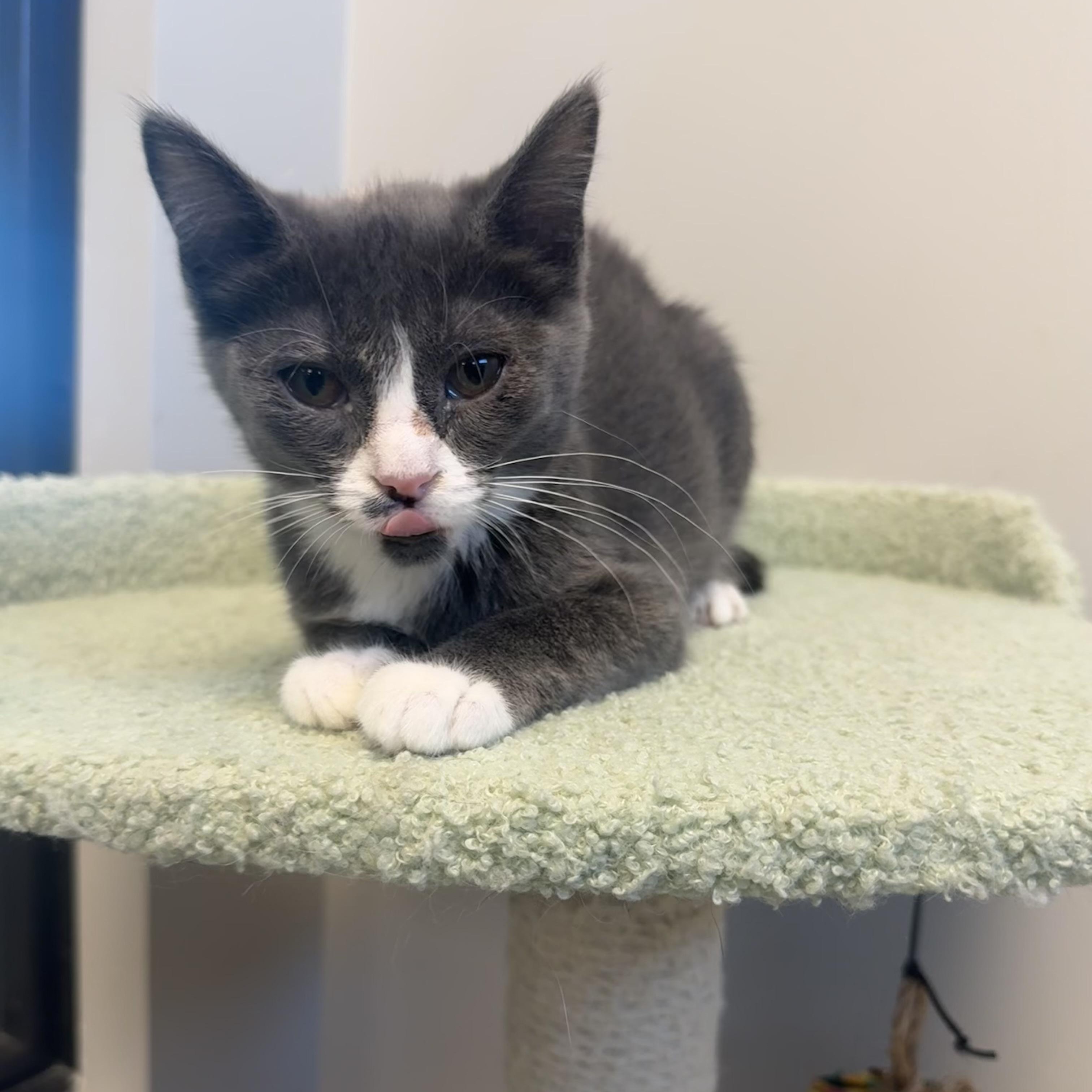 Maldives, a ADOPTABLE Domestic Medium Hair in Liberty, MO image 3/4