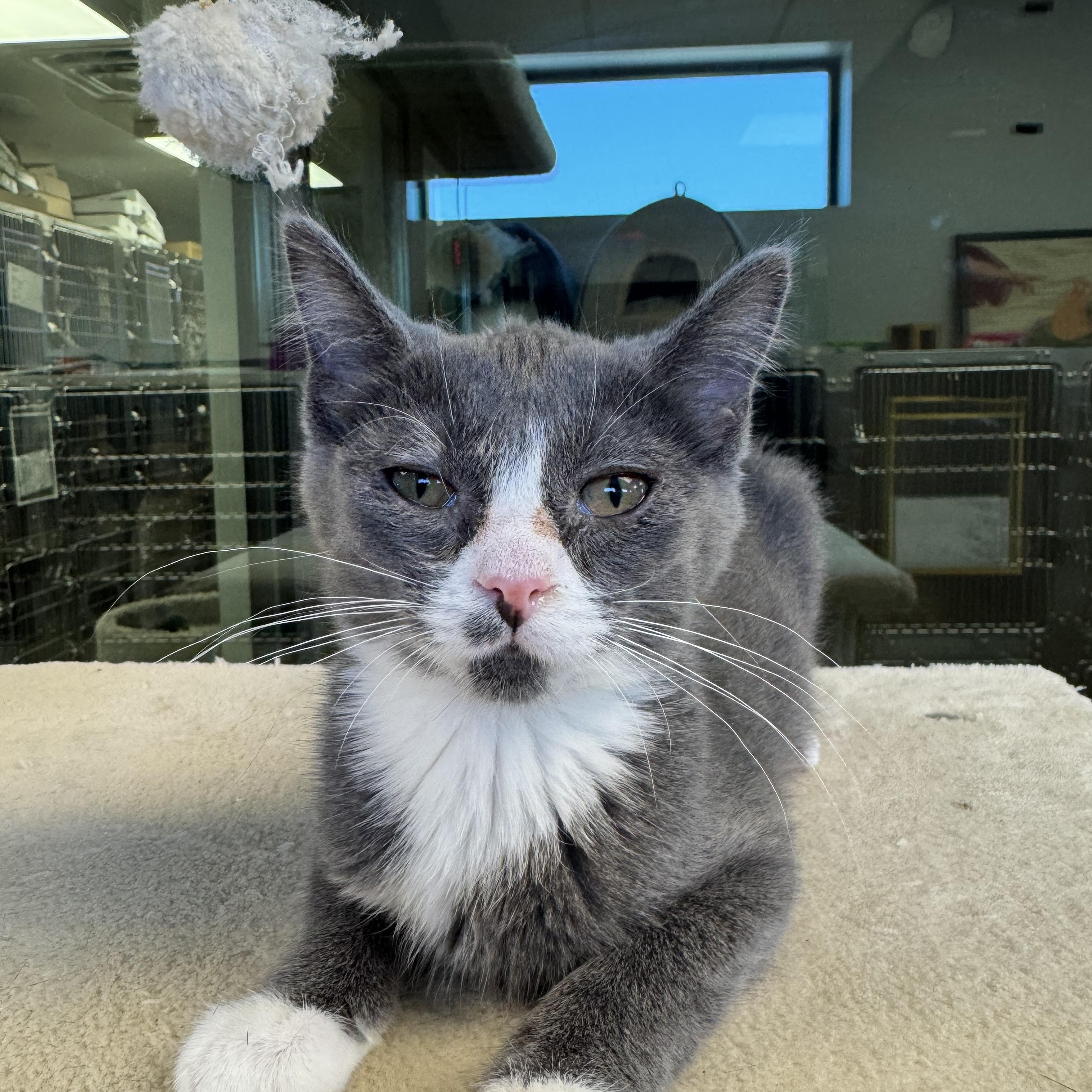 Maldives, ADOPTABLE, Kitten Female Domestic Medium Hair.