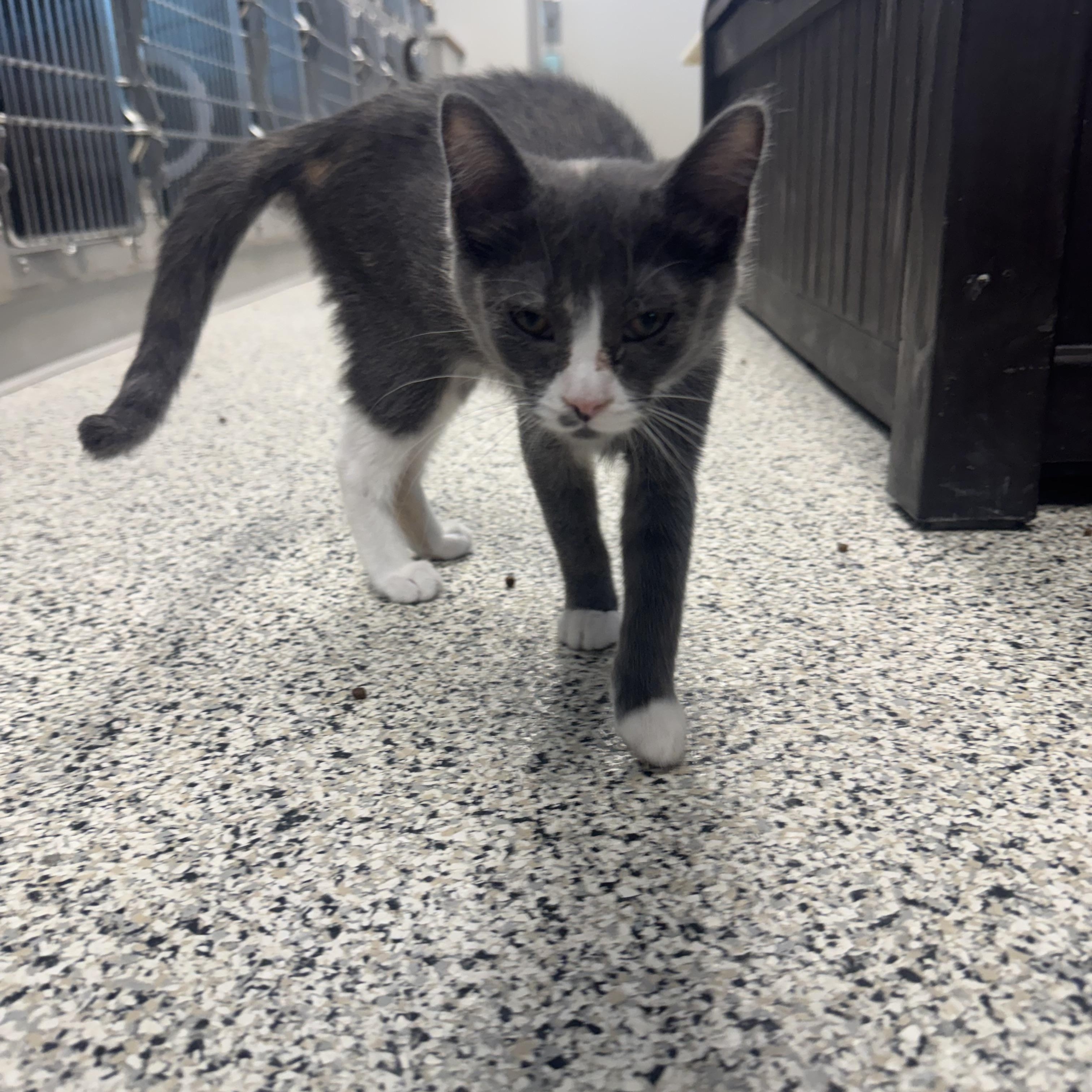 Maldives, a ADOPTABLE Domestic Medium Hair in Liberty, MO image 4/4