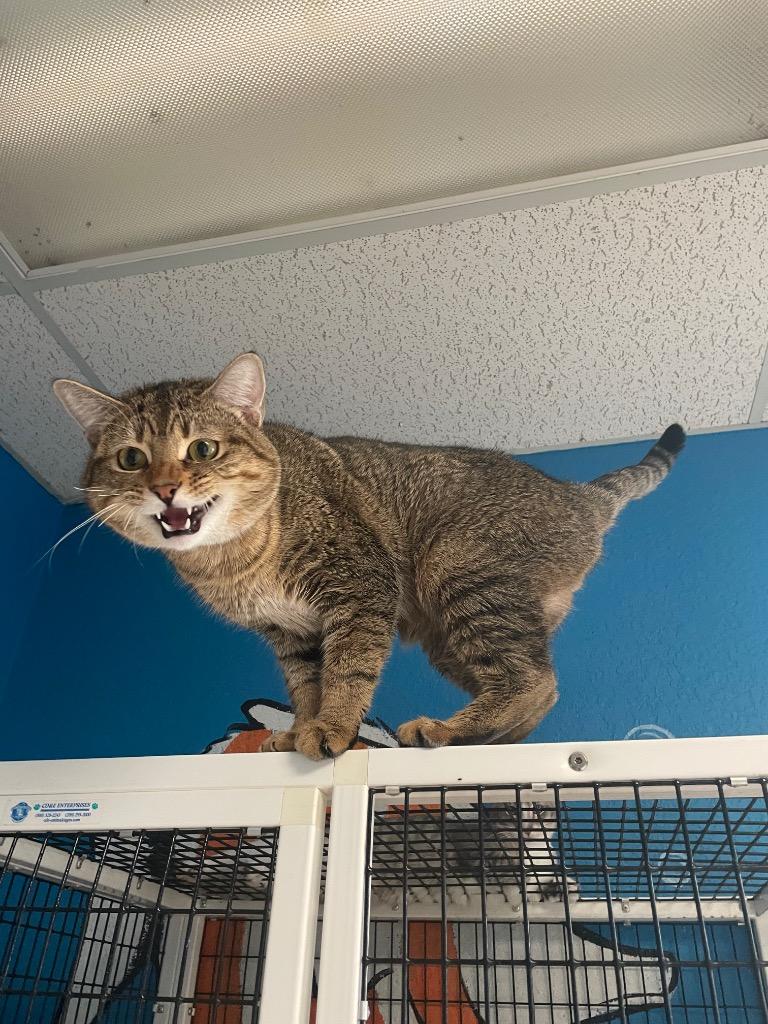 Leo (Bonded with Simba), Adoptable, Adult Male Domestic Short Hair.