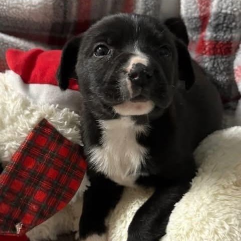 Enlarge Maddie , an adopted Mixed Breed in Southaven , MS image 3/3