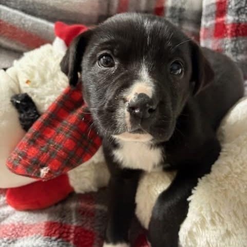 Enlarge Maddie , an adopted Mixed Breed in Southaven , MS image 1/3