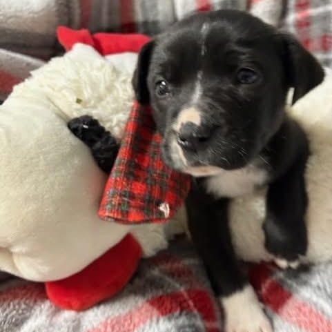 Enlarge Maddie , an adopted Mixed Breed in Southaven , MS image 2/3