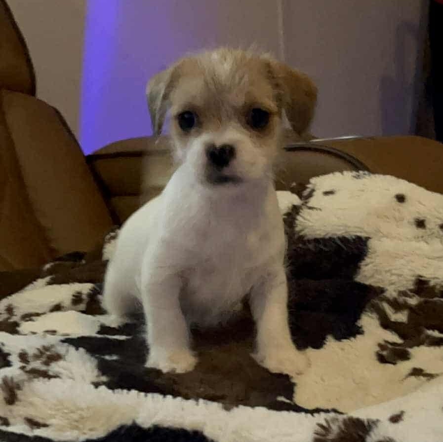 Merlee, Adoptable, Puppy Male Jack Russell Terrier & Terrier.