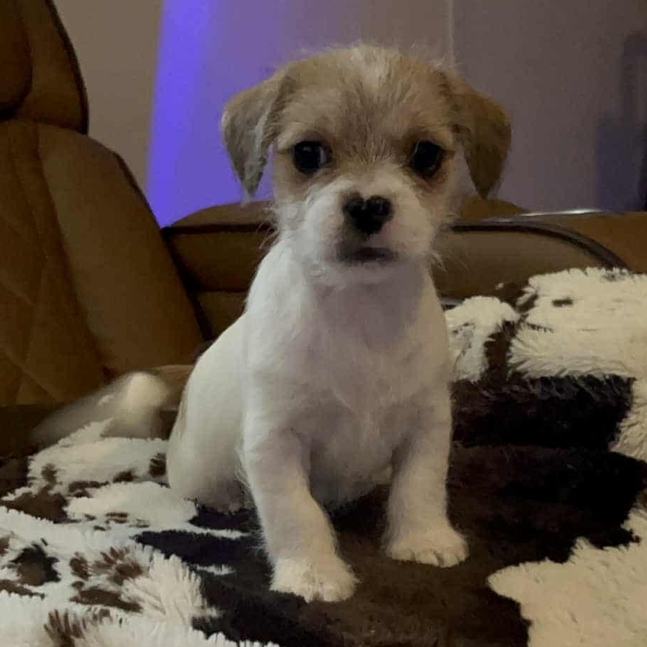 Merlee, a Adoptable mixed breed in Windsor, ON image 2/3