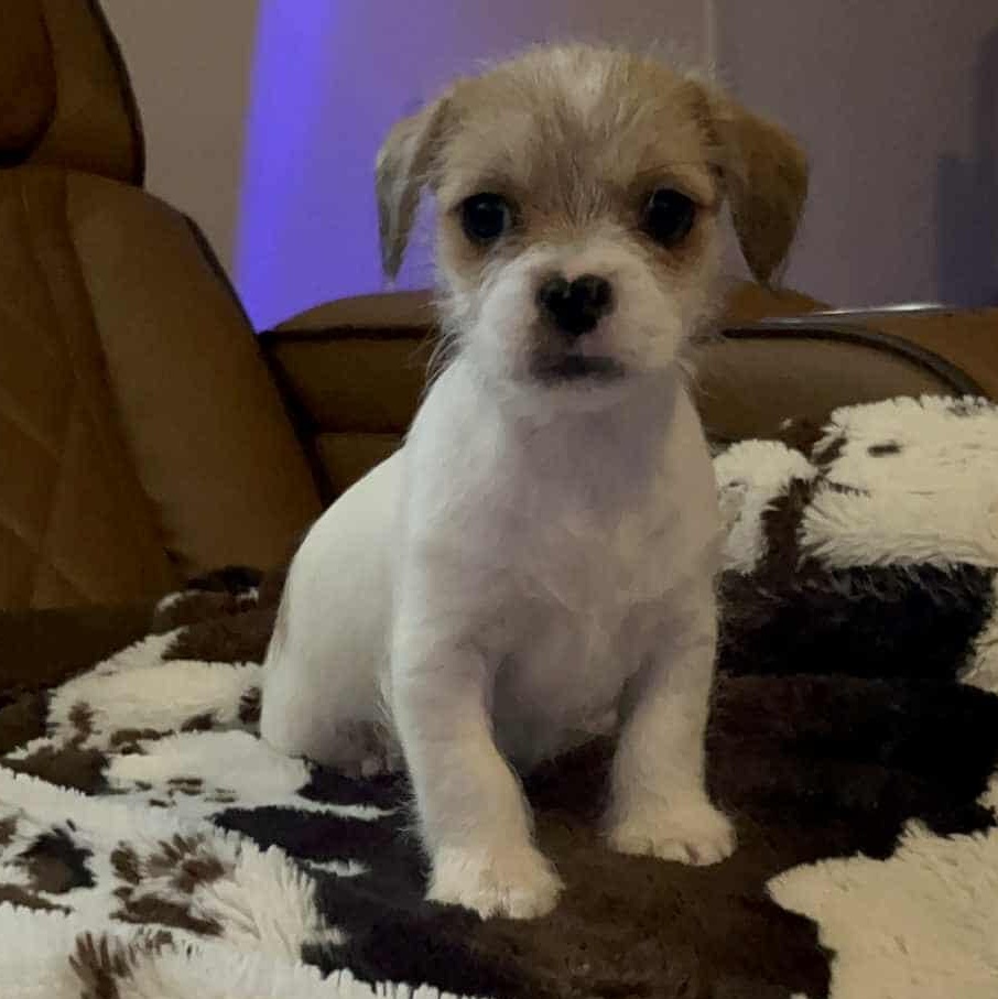 Merlee, a Adoptable mixed breed in Windsor, ON image 3/3