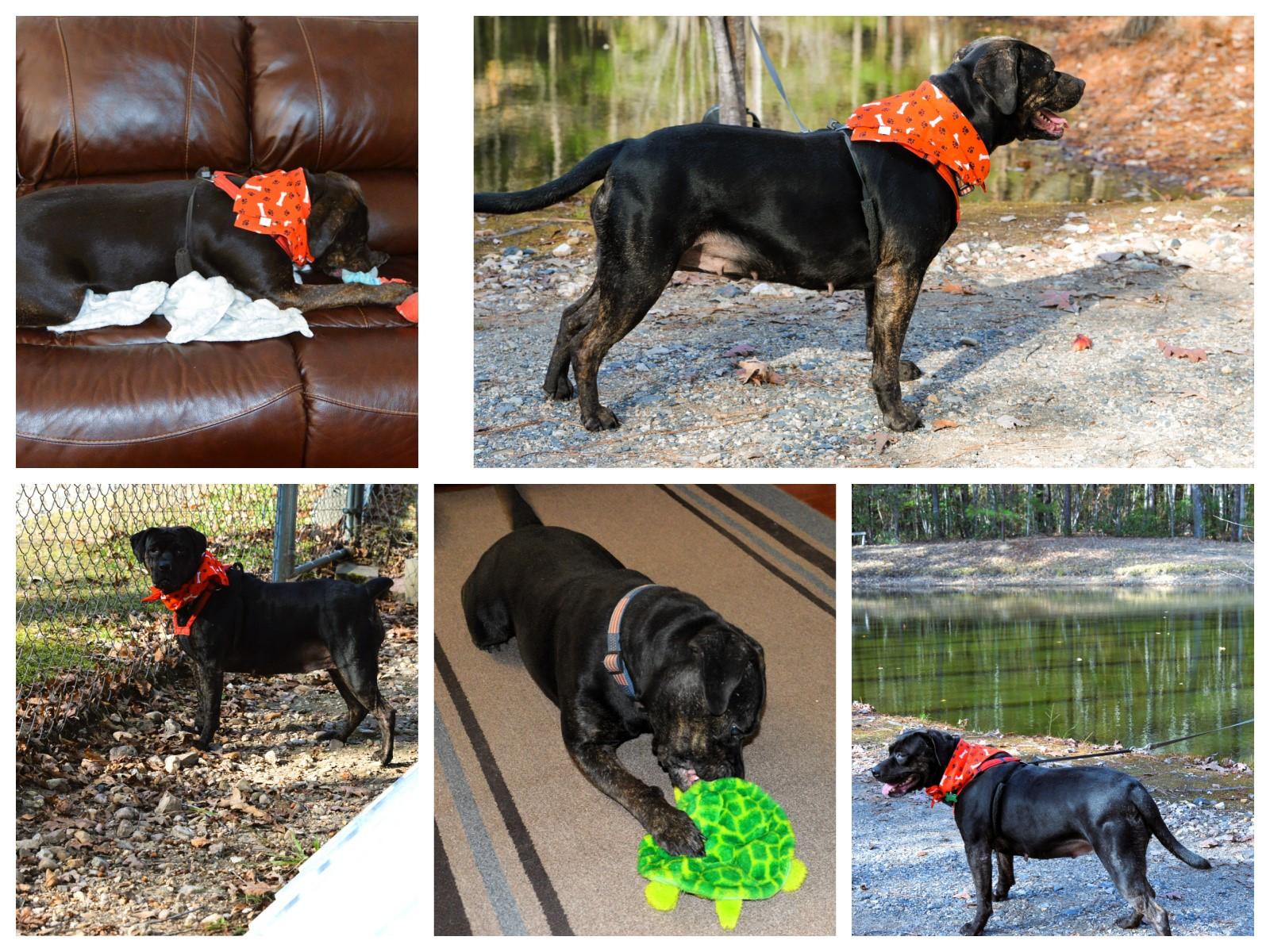 Enlarge Baby Cakes sweet girl, an adoptable mixed breed in North Attleboro, MA image 6/6