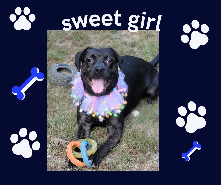Enlarge Baby Cakes sweet girl, an adoptable mixed breed in North Attleboro, MA image 1/6