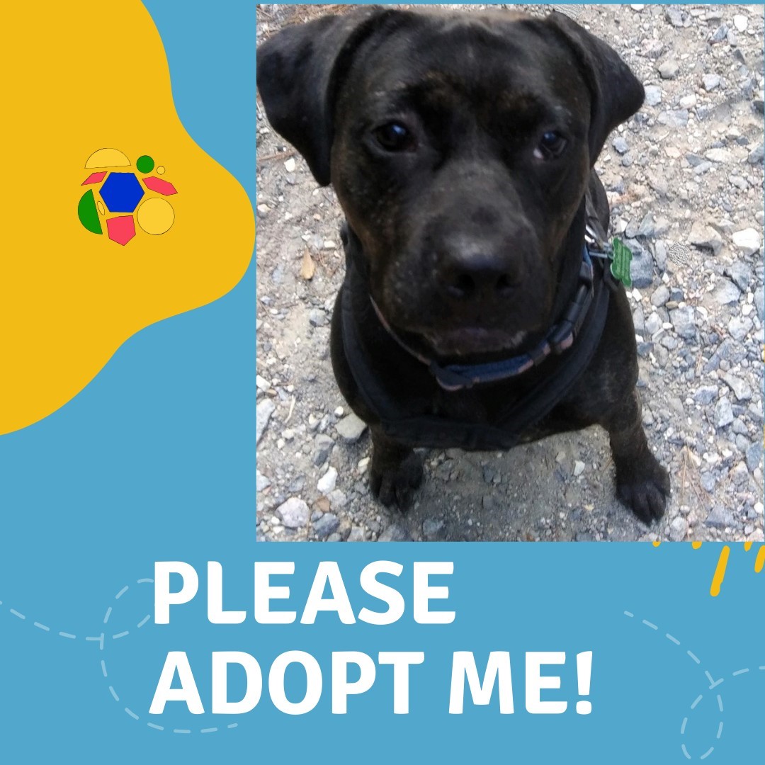 Baby Cakes sweet girl, adoptable, Adult Female Terrier & Labrador Retriever.