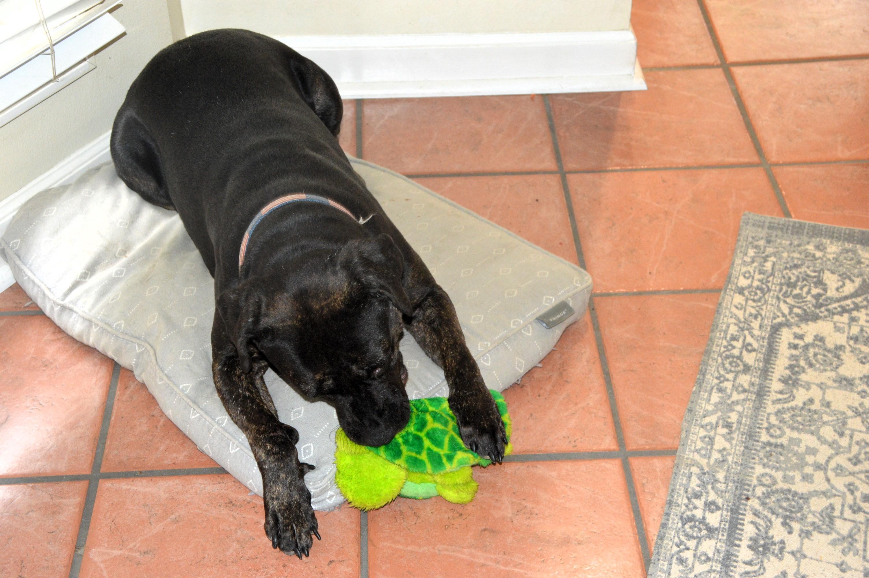 Enlarge Baby Cakes sweet girl, an adoptable mixed breed in North Attleboro, MA image 4/6