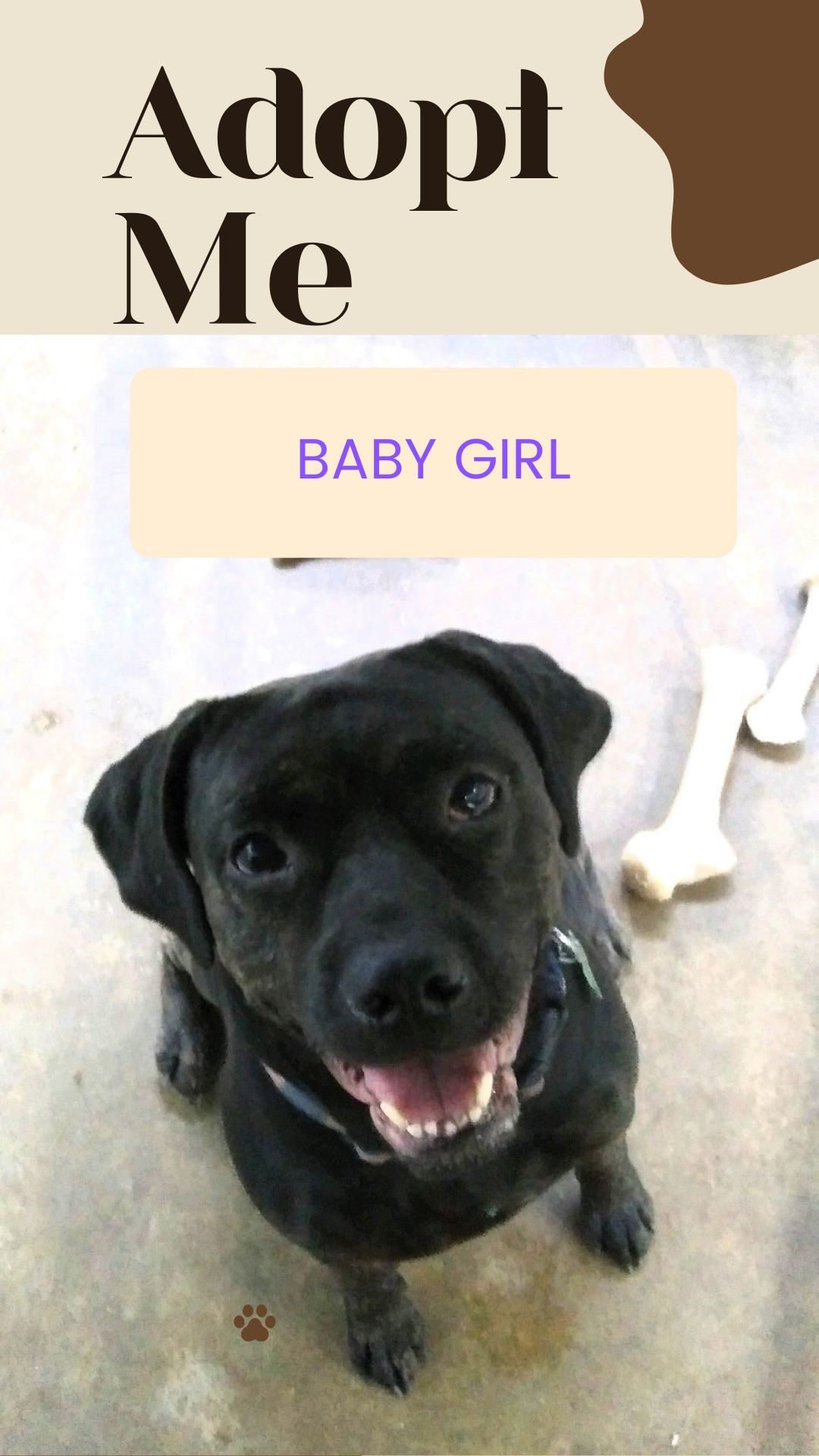 Enlarge Baby Cakes sweet girl, an adoptable mixed breed in North Attleboro, MA image 3/6