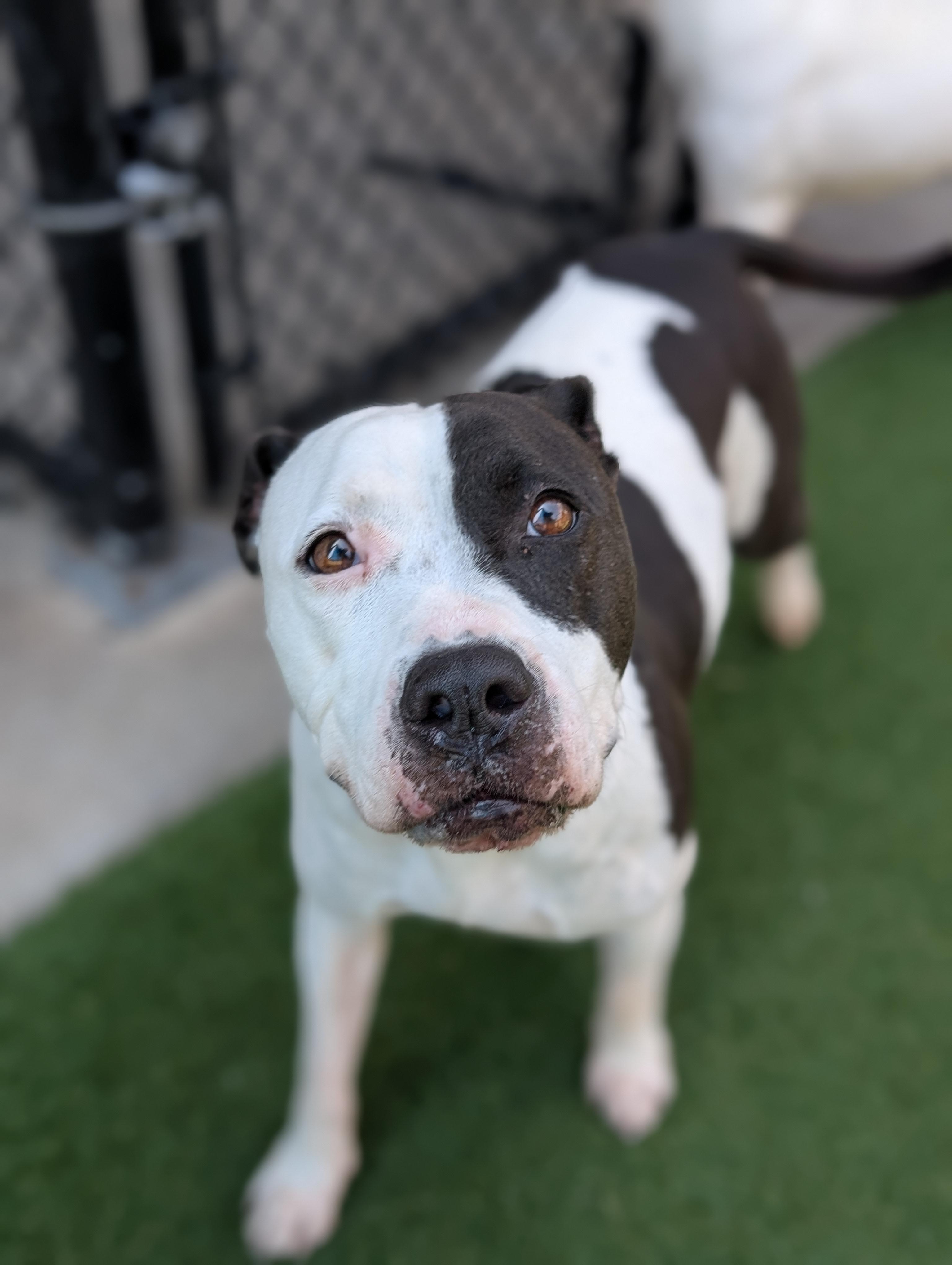 Bonita **Courtesy Post. Out of town pet. See below for details**