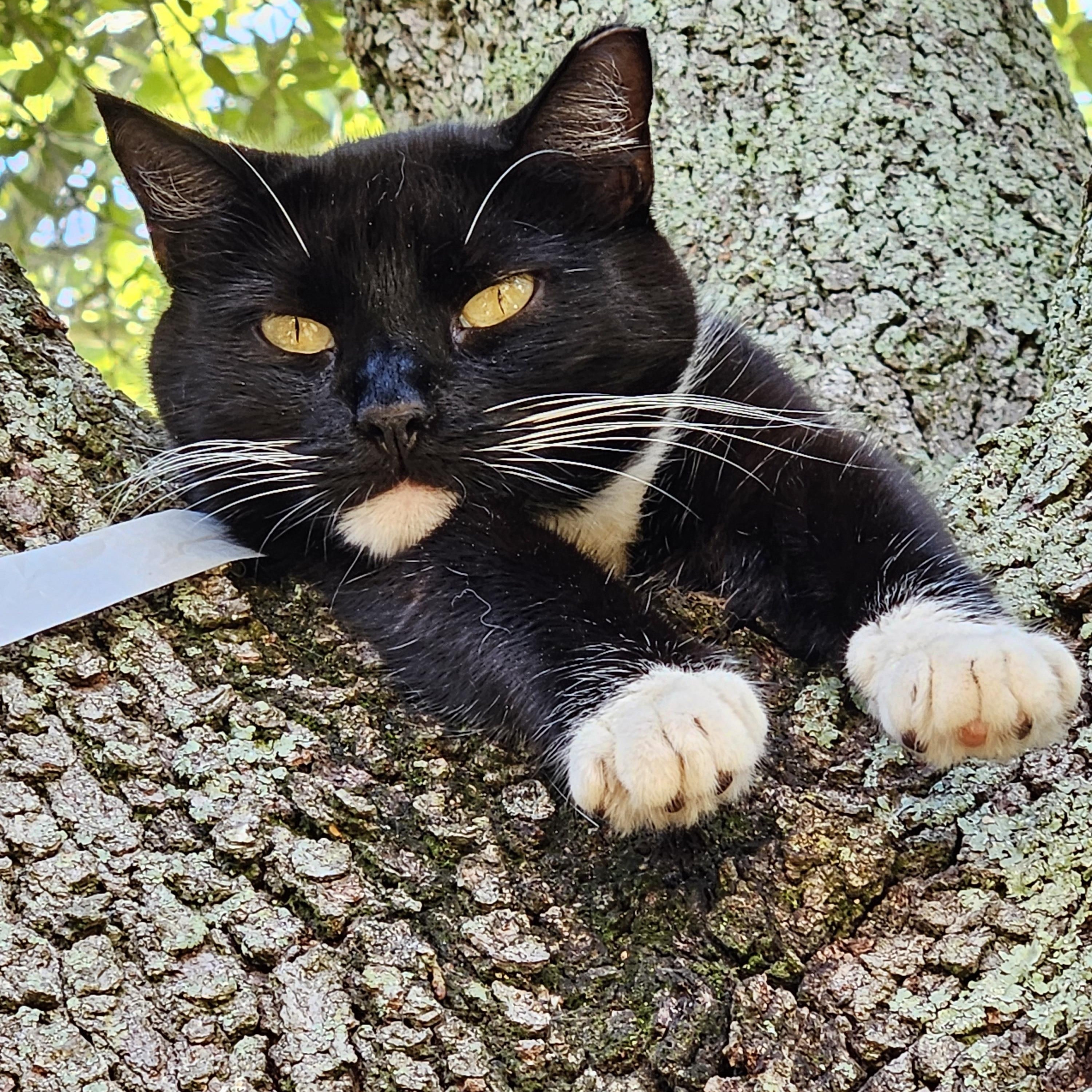 Meet AOC – Our Tiny Porch Panther in Training, Adoptable, Adult Female Domestic Short Hair & Tuxedo.