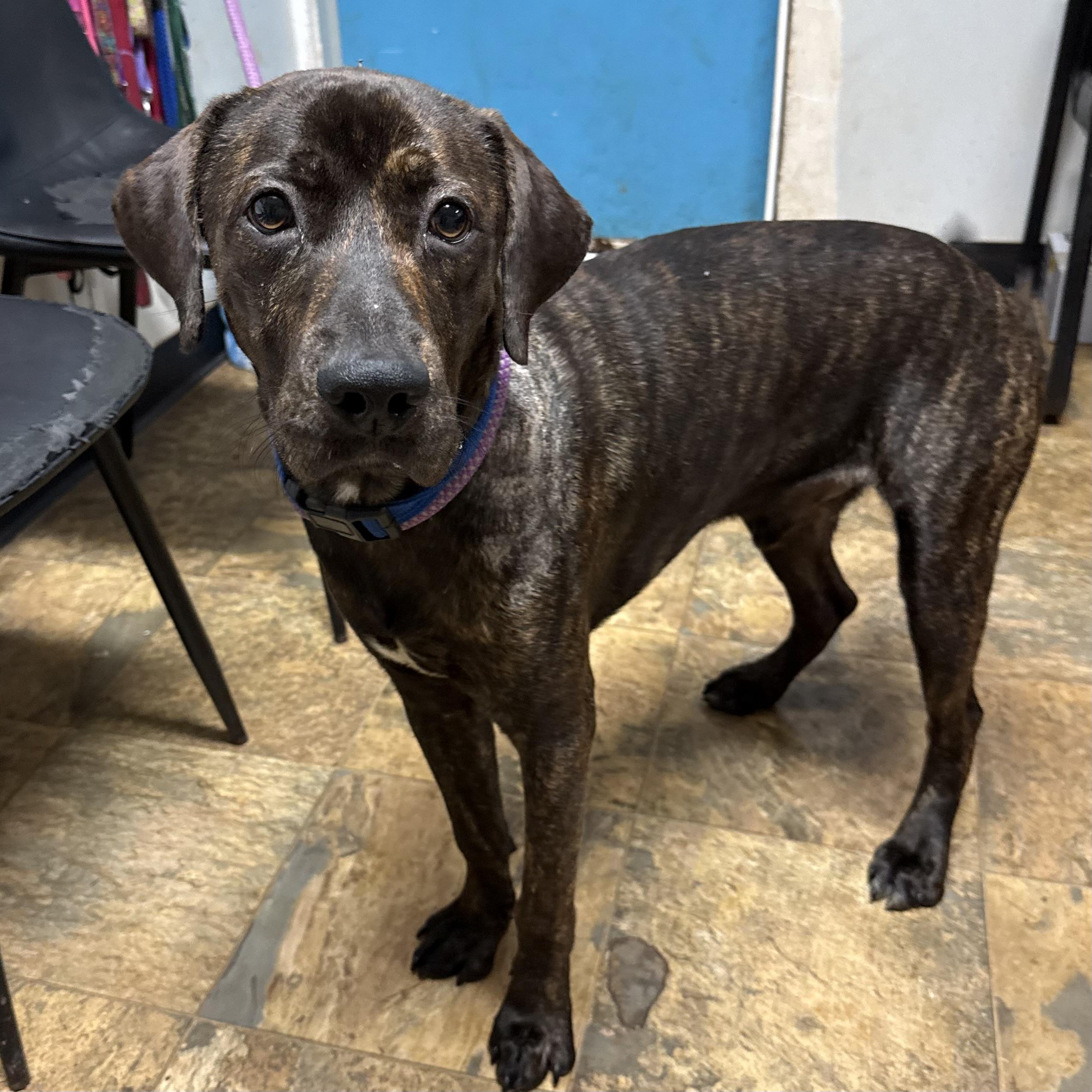 Enlarge Skinny Pop, a Adoptable mixed breed in Northwood, NH image 3/6