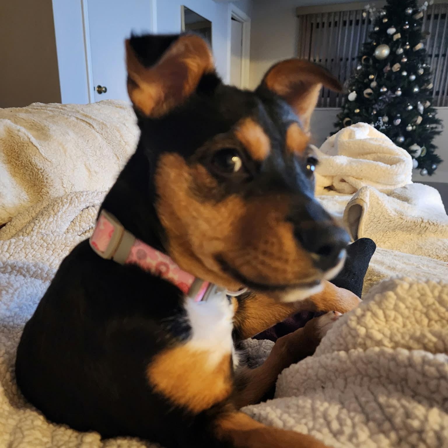 Enlarge Bella, a ADOPTABLE mixed breed in Plainfield, IL image 2/2