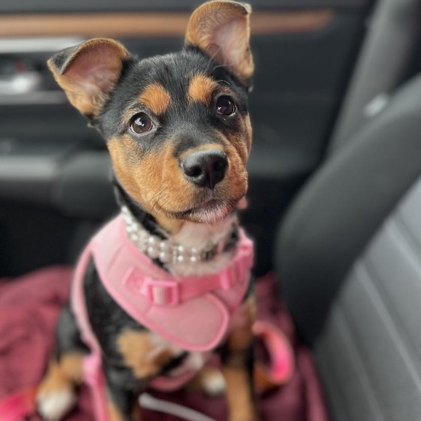 Enlarge Bella, a ADOPTABLE mixed breed in Plainfield, IL image 1/2