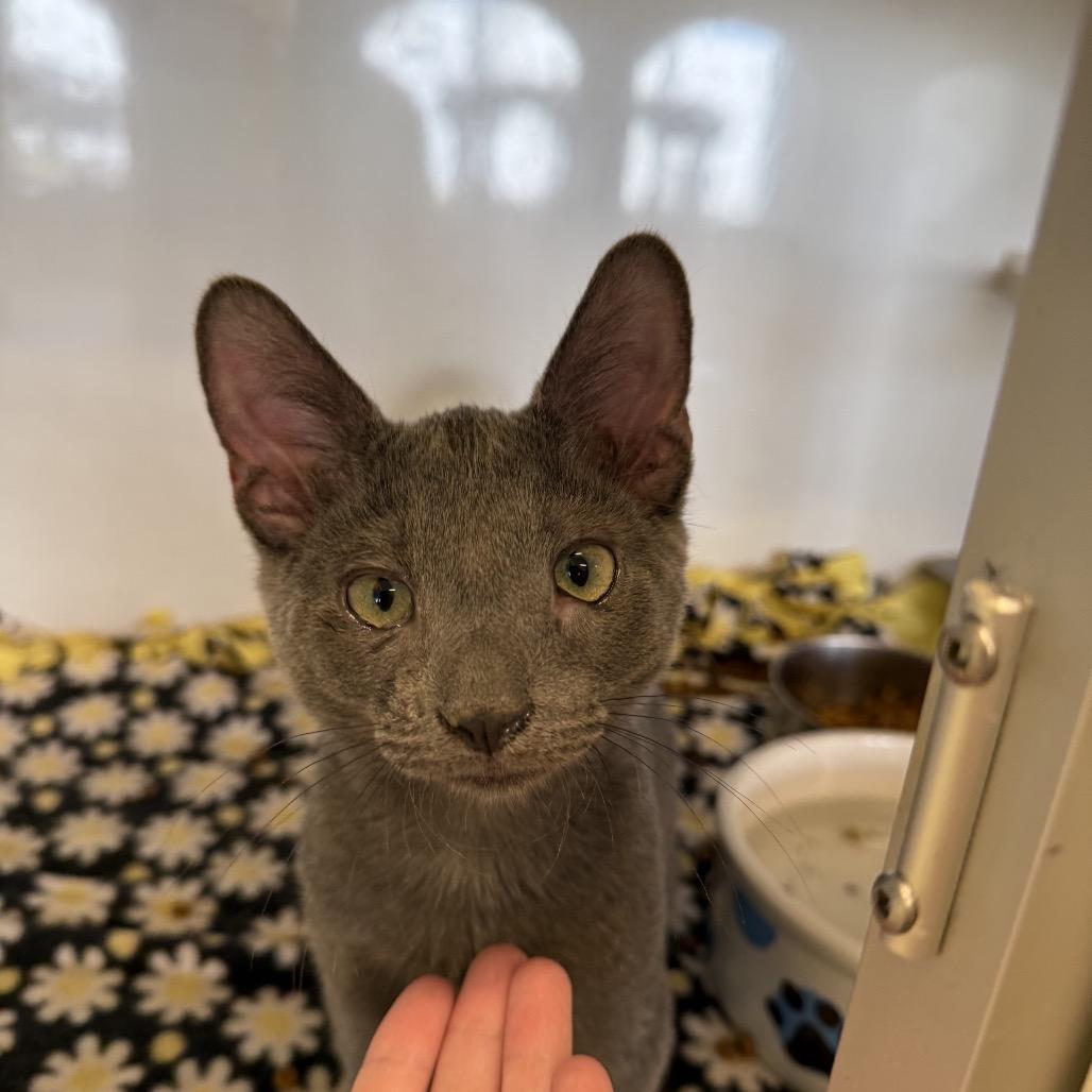 Enlarge Kiki, a Adoptable Domestic Short Hair in Wheeling, IL image 1/6