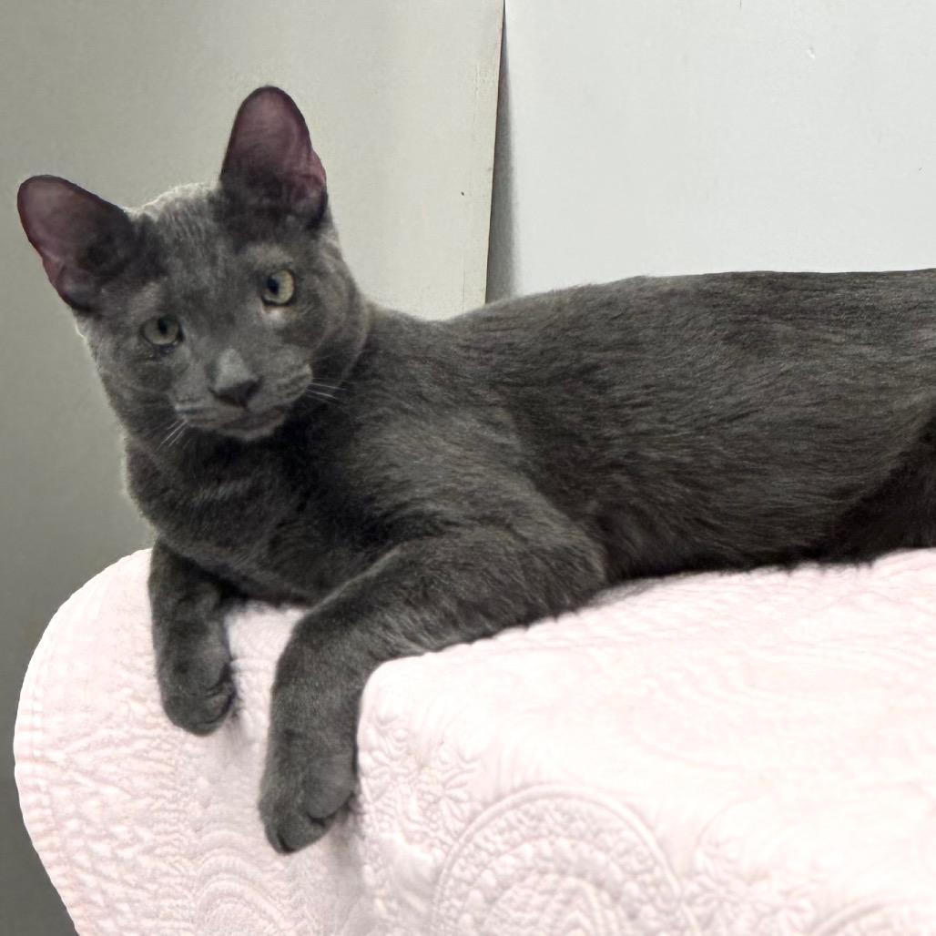 Enlarge Kiki, a Adoptable Domestic Short Hair in Wheeling, IL image 2/6