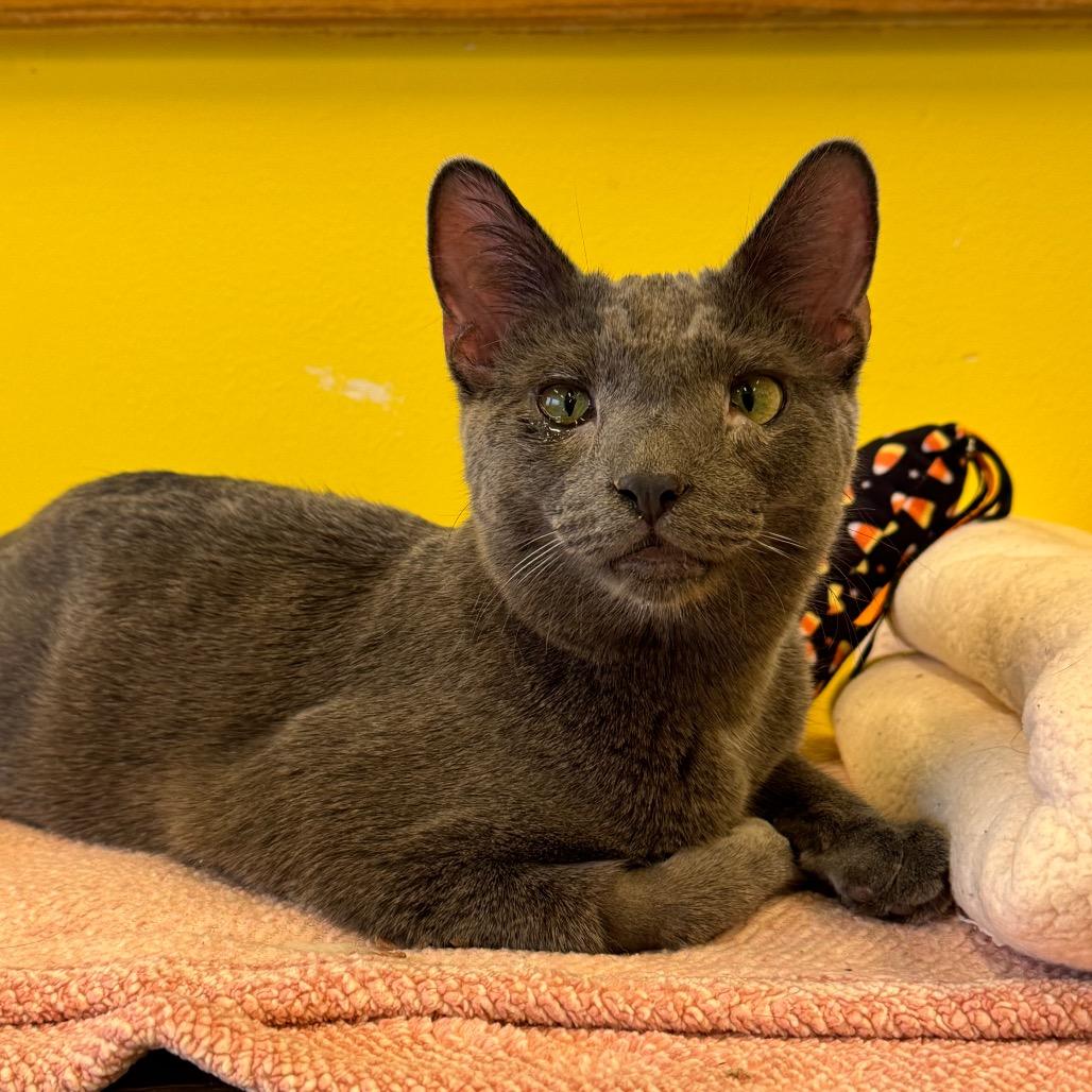 Enlarge Kiki, a Adoptable Domestic Short Hair in Wheeling, IL image 3/6
