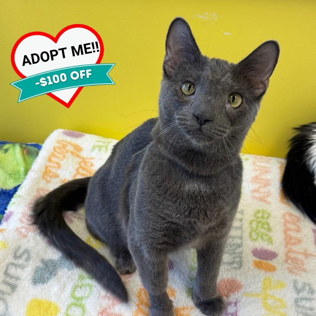 Enlarge Kiki, a Adoptable Domestic Short Hair in Wheeling, IL image 4/6