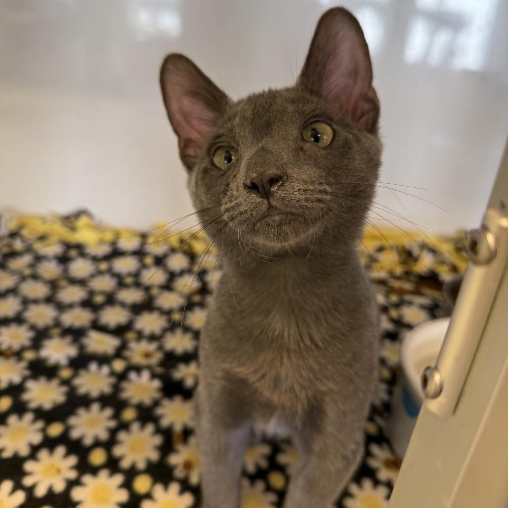 Enlarge Kiki, a Adoptable Domestic Short Hair in Wheeling, IL image 5/6