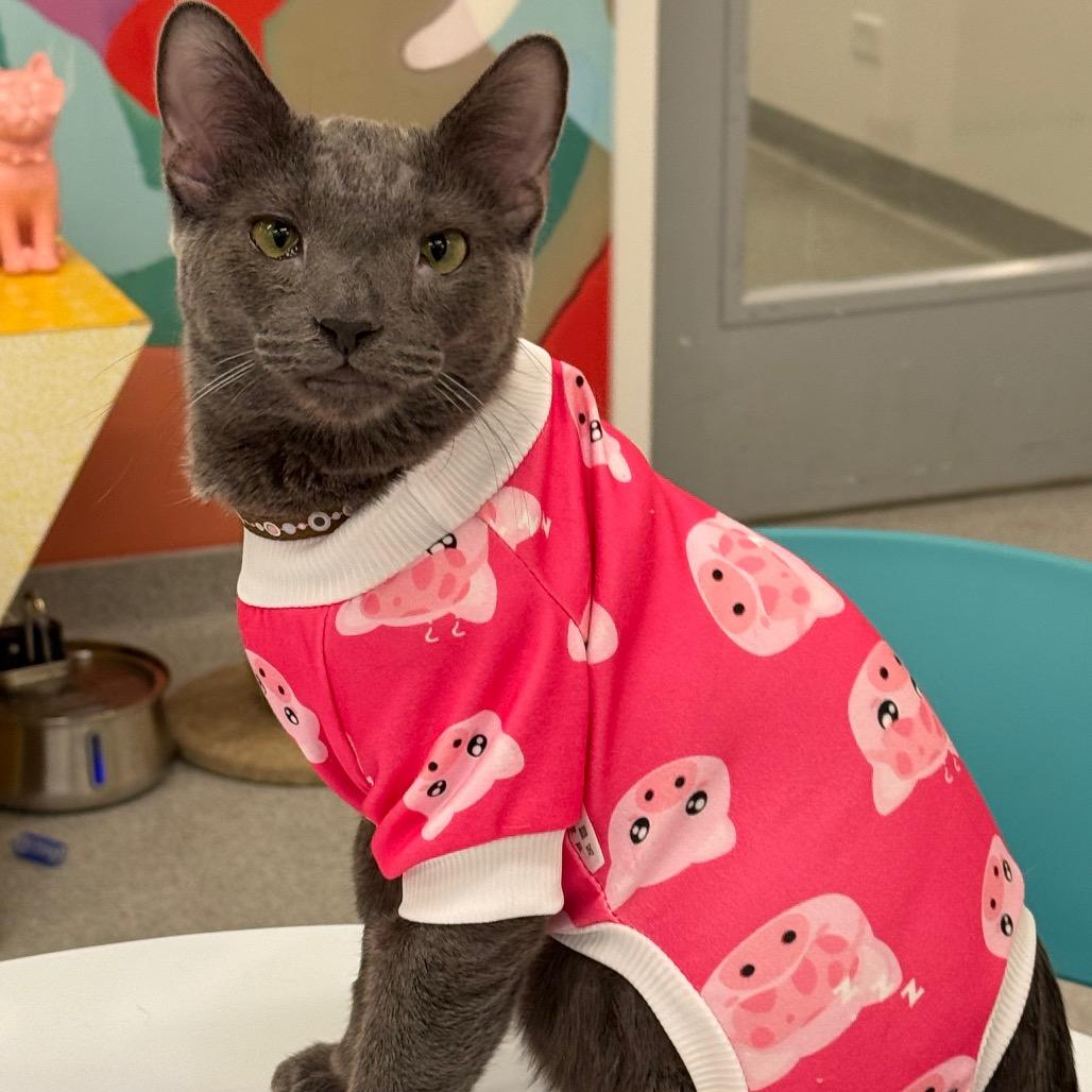 Kiki, a Adoptable Domestic Short Hair in Wheeling, IL image 5/6