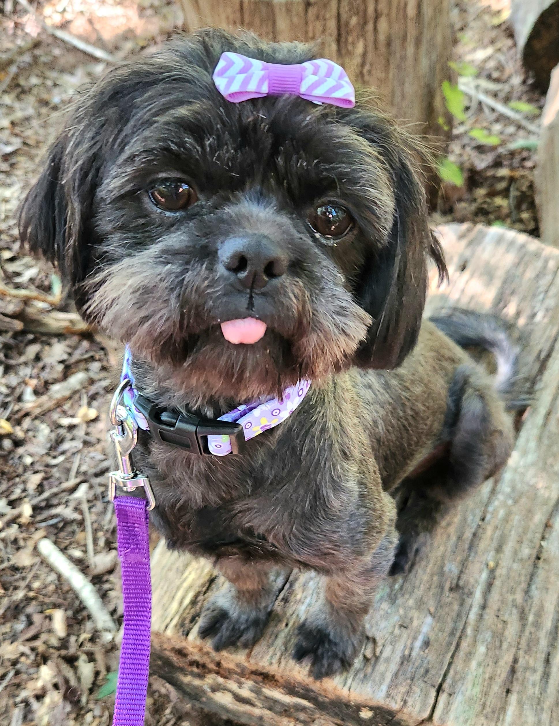 Enlarge Olivia, a Adopted mixed breed in Pelzer, SC image 2/6