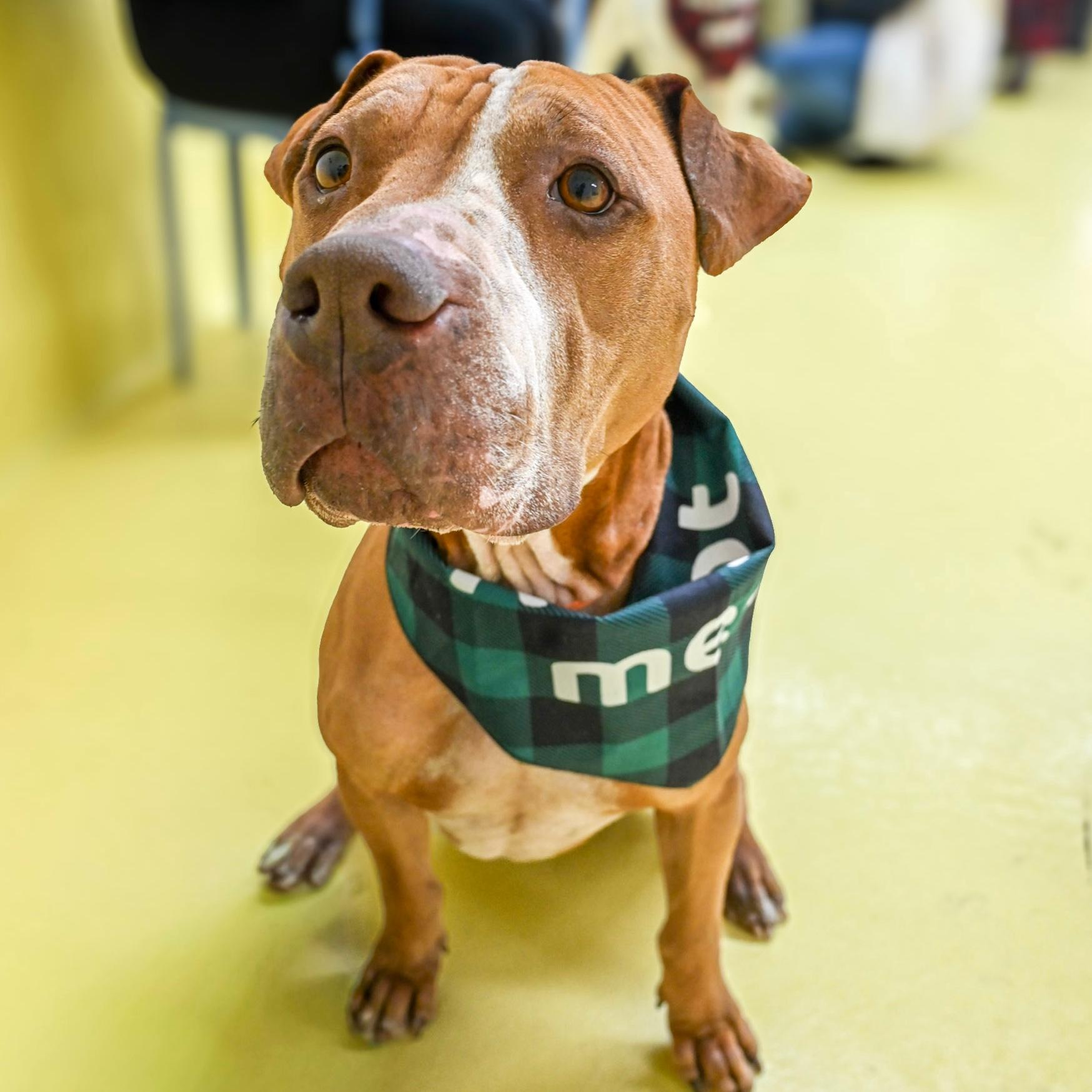 Wrinkles, ADOPTABLE, Adult Male Shar-Pei.