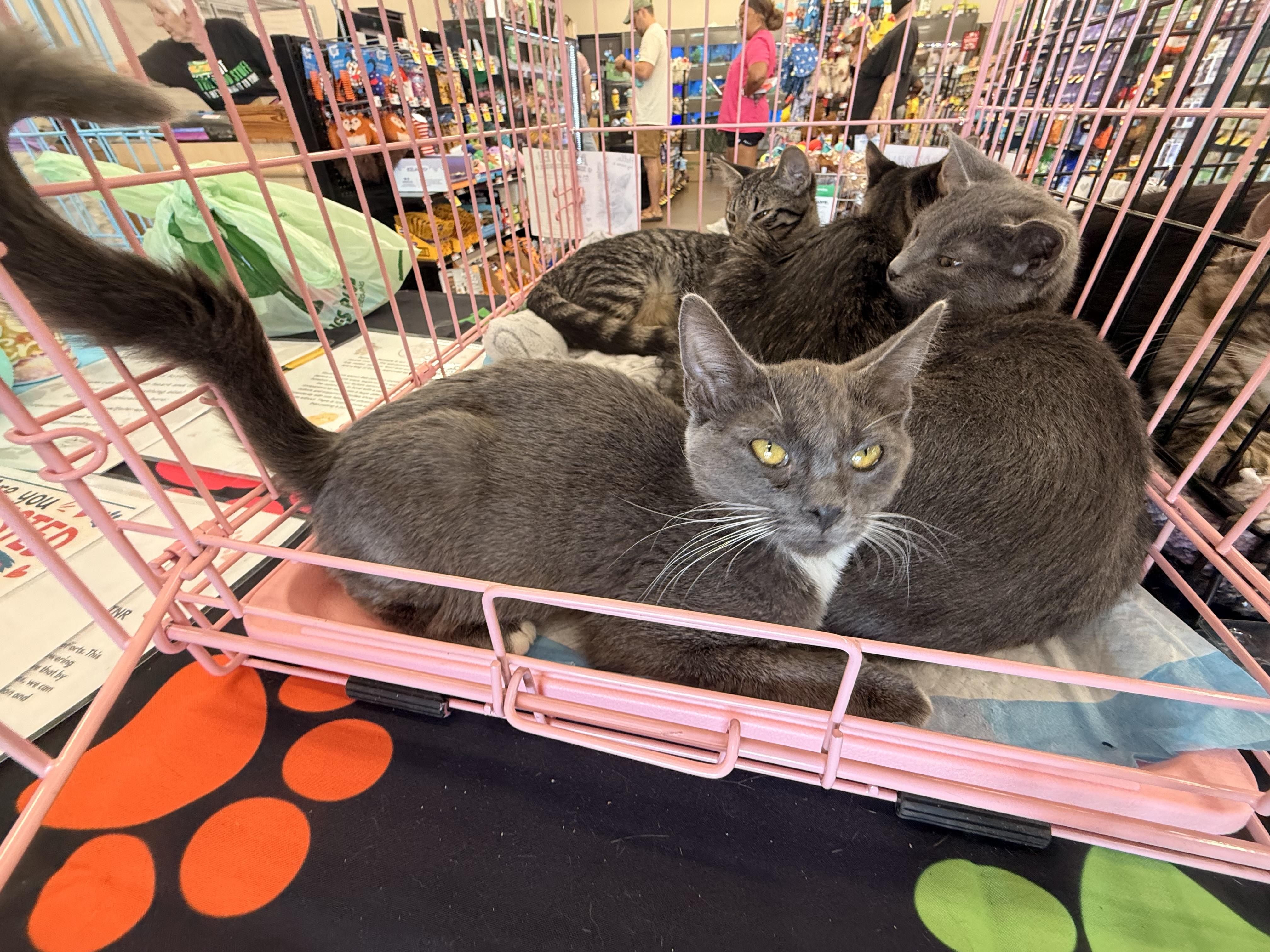 Andie, a Adoptable Domestic Short Hair in Randolph, AL image 1/2