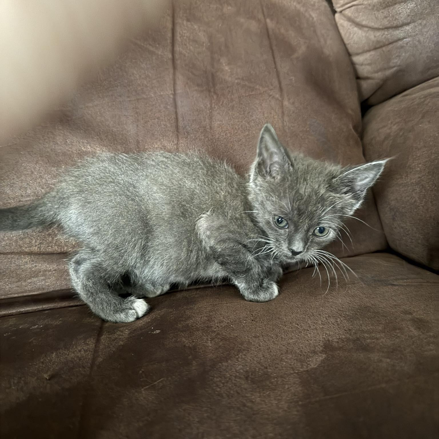 Andie, Adoptable, Kitten Female Domestic Short Hair.