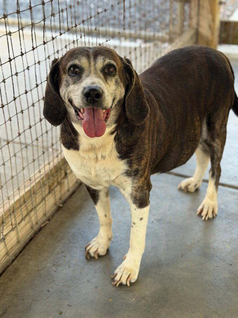 Dixie, Adoptable, Senior Female Beagle & Hound.