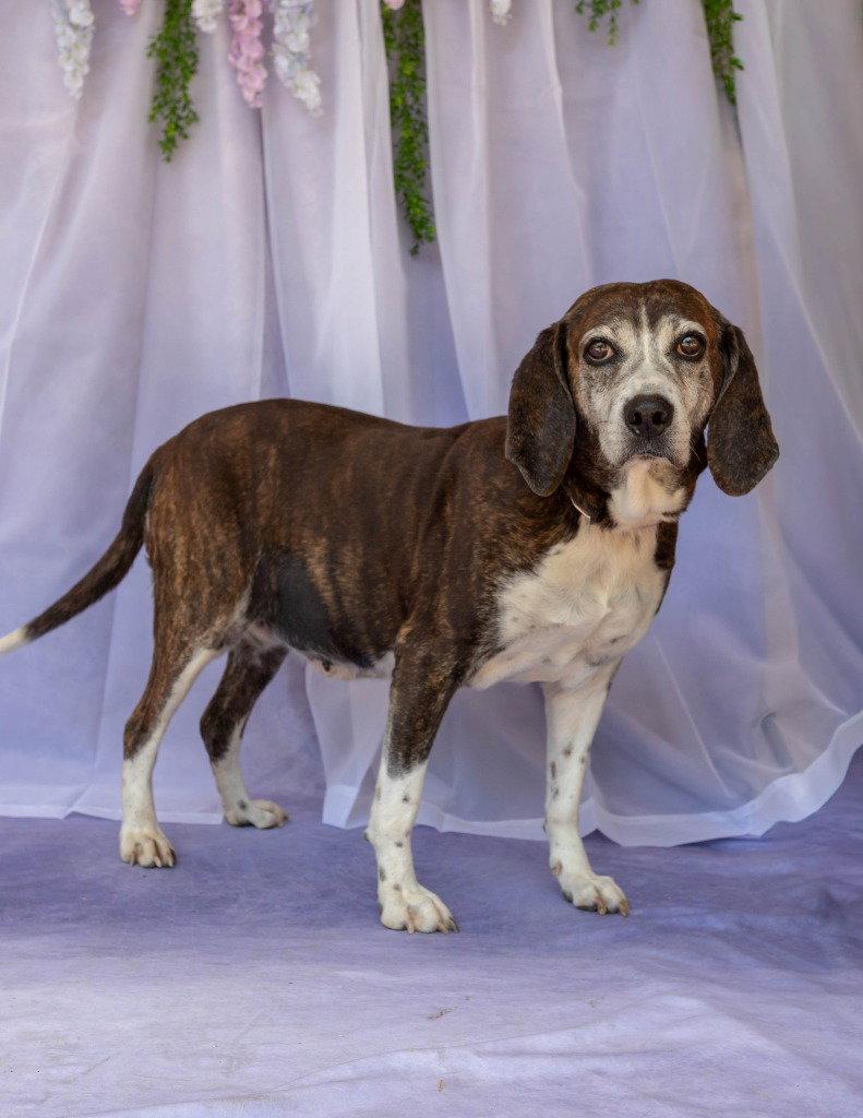 Enlarge Dixie, a Adoptable mixed breed in Lovingston, VA image 2/3