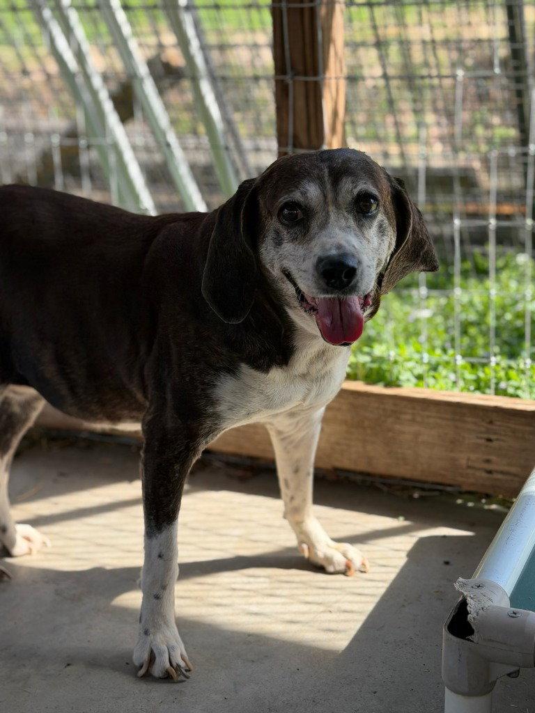 Enlarge Dixie, a Adoptable mixed breed in Lovingston, VA image 3/3