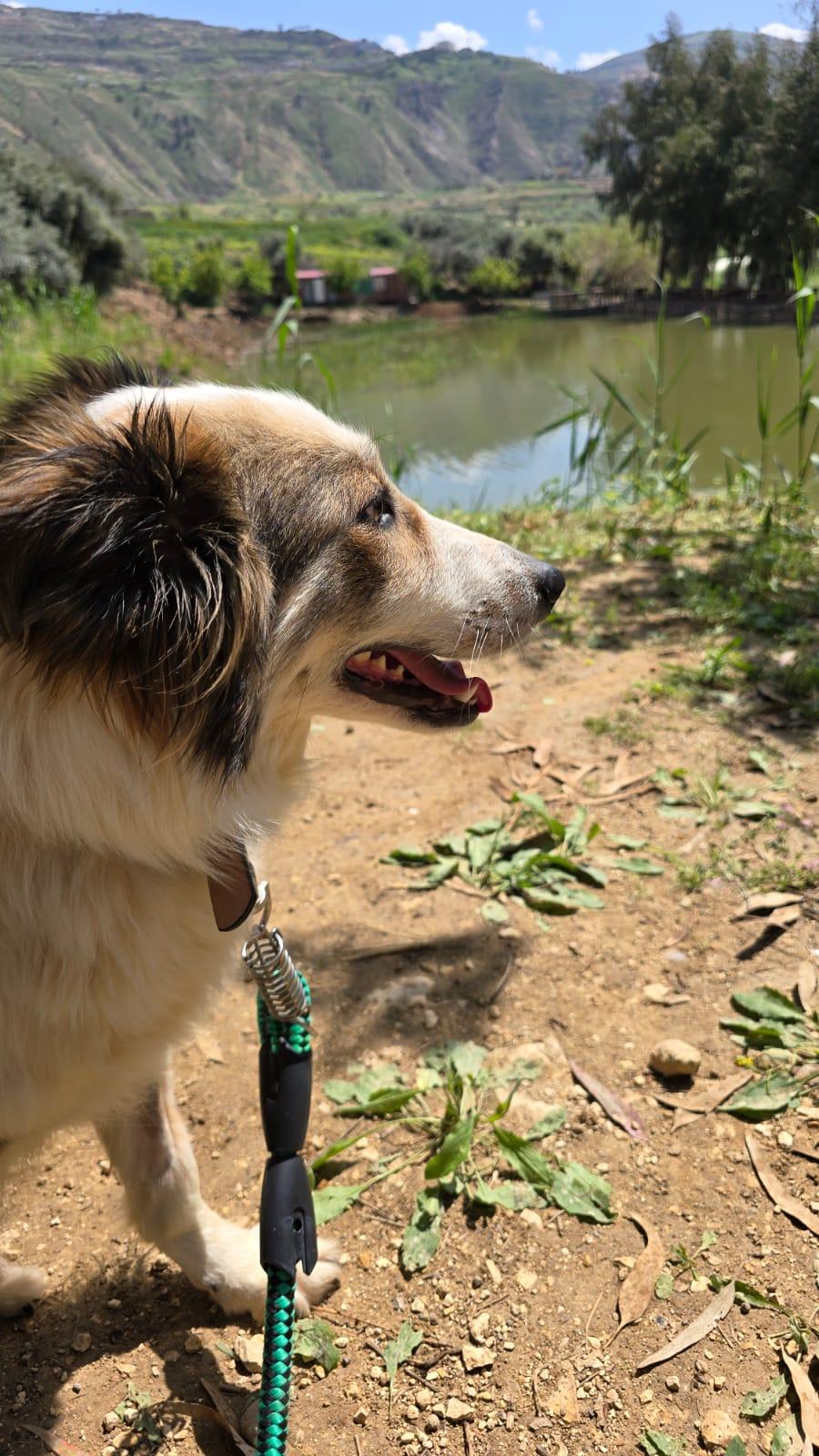 Enlarge Anbar, the Special Gem, a ADOPTABLE mixed breed in Somerset, NJ image 6/6