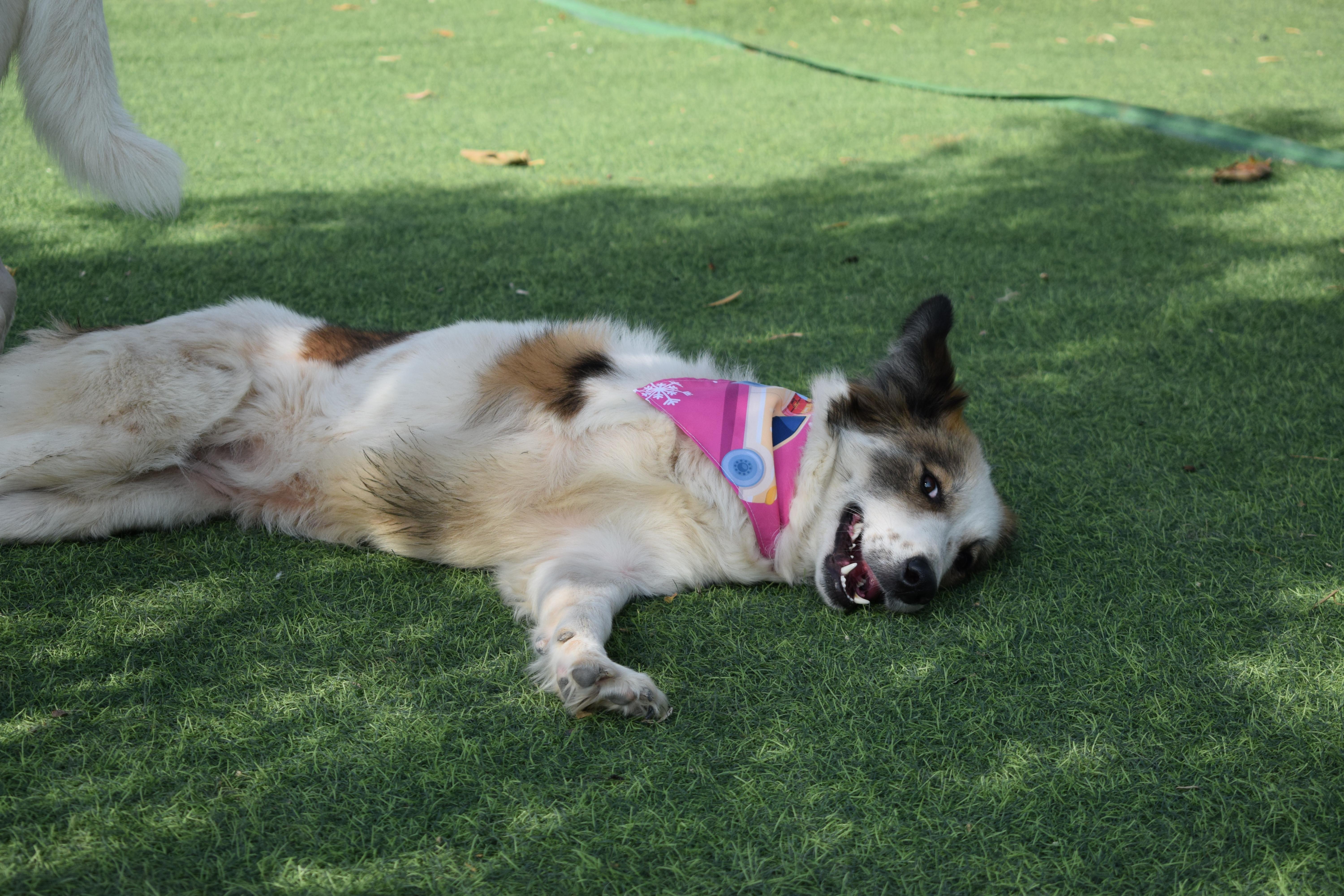 Enlarge Anbar, the Special Gem, a ADOPTABLE mixed breed in Somerset, NJ image 3/6