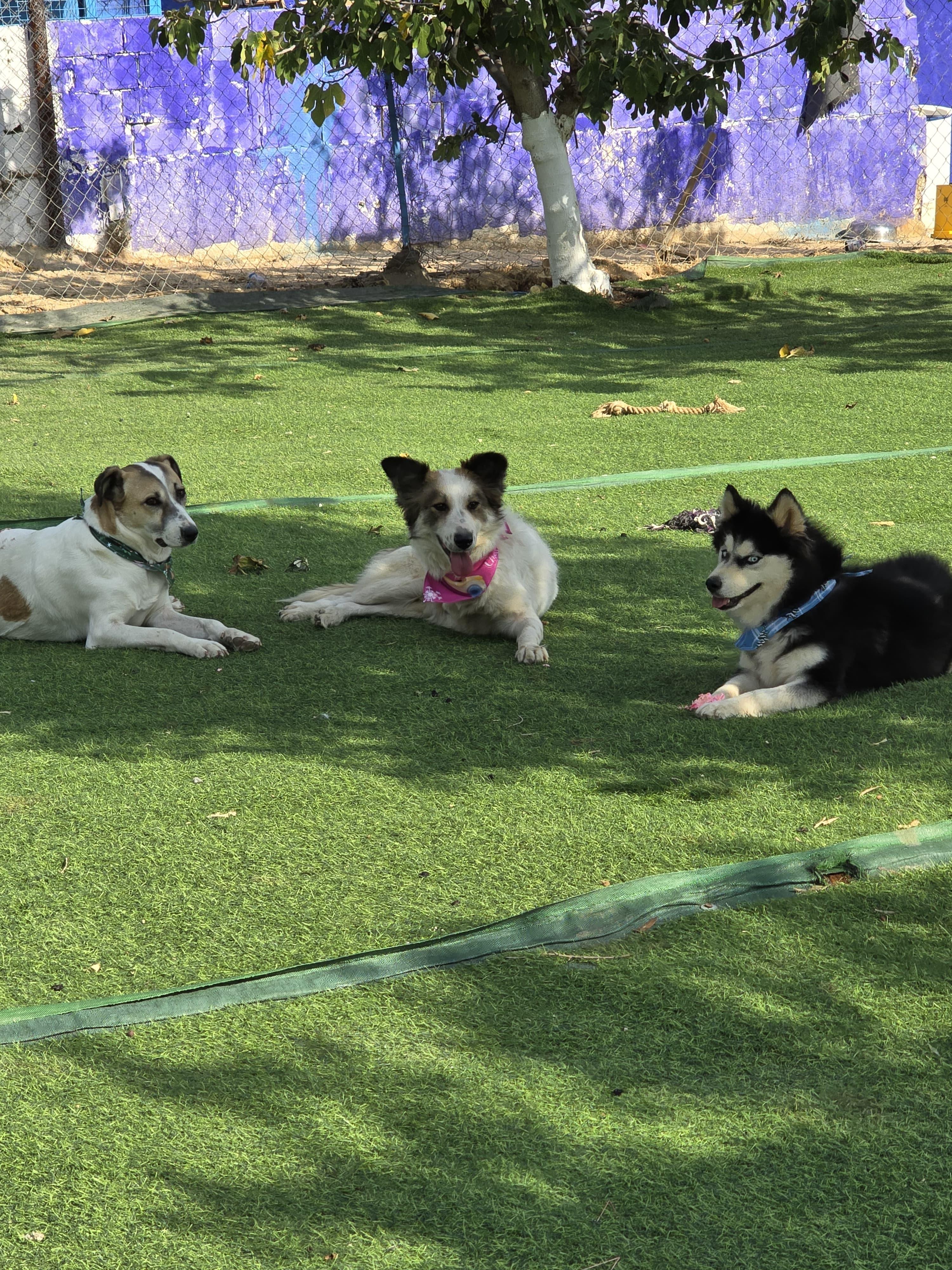 Enlarge Anbar, the Special Gem, a ADOPTABLE mixed breed in Somerset, NJ image 4/6