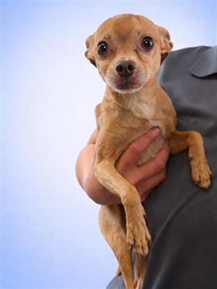 FORD, Adoptable, Adult Male Chihuahua.