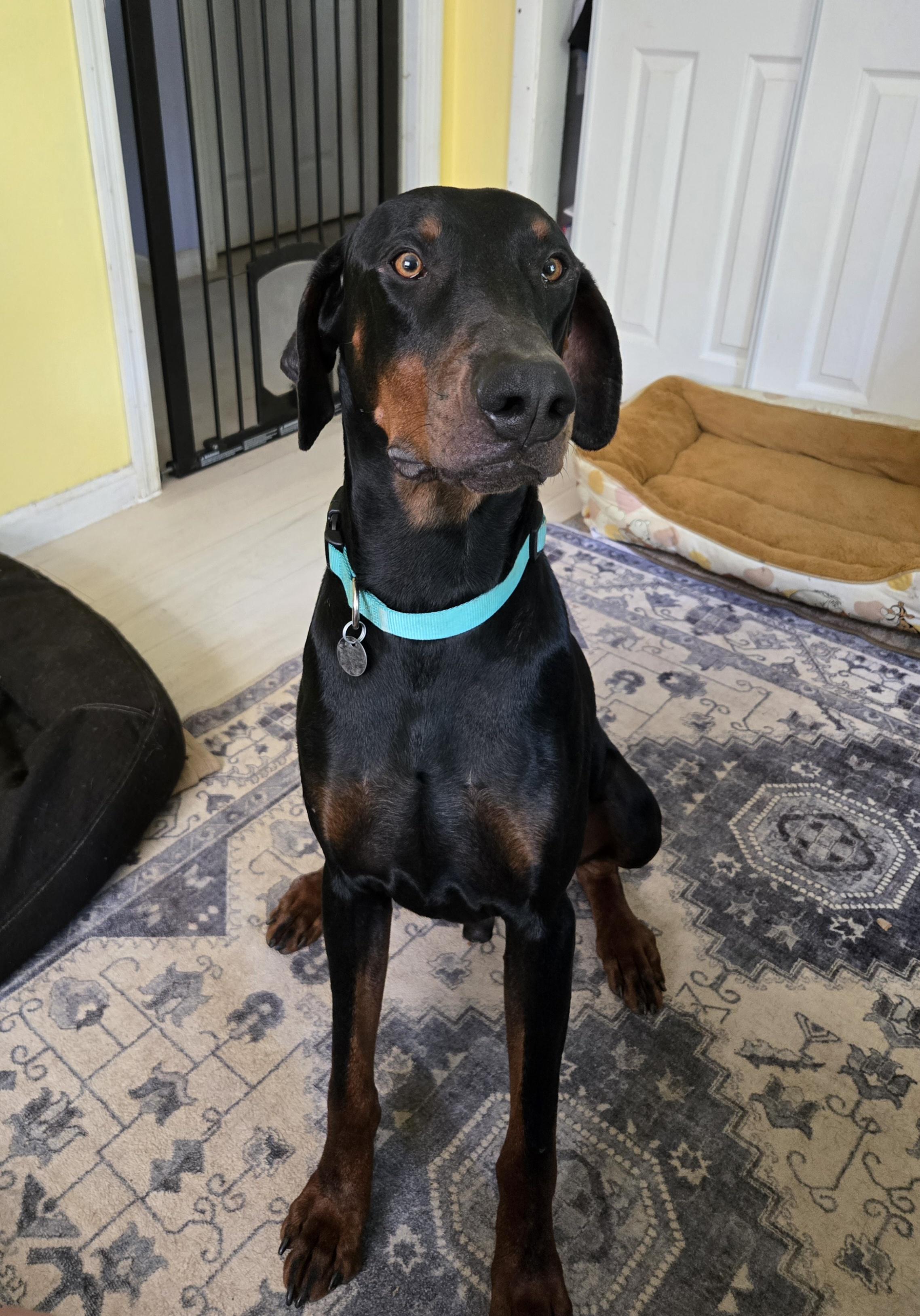 Kaido, a ADOPTABLE Doberman Pinscher in Knoxville, TN image 1/5