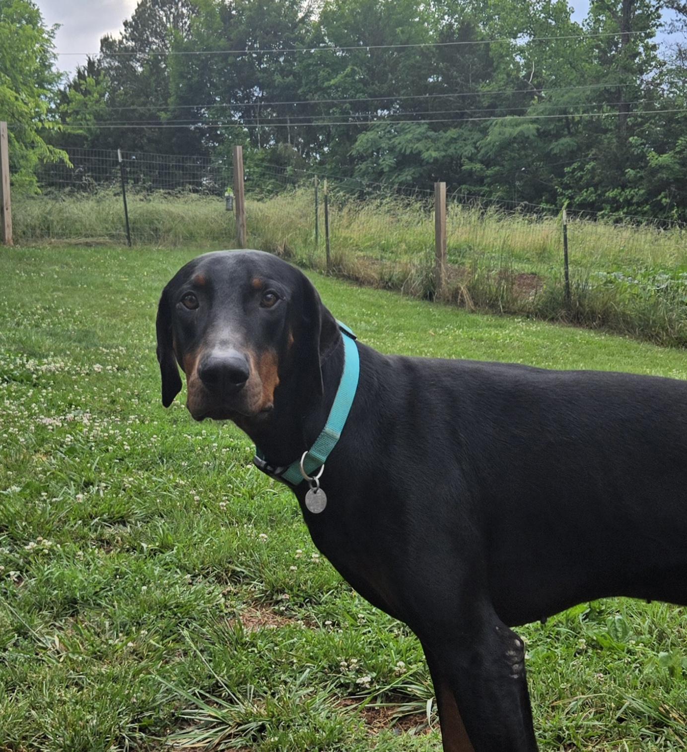 Kaido, a ADOPTABLE Doberman Pinscher in Knoxville, TN image 3/5