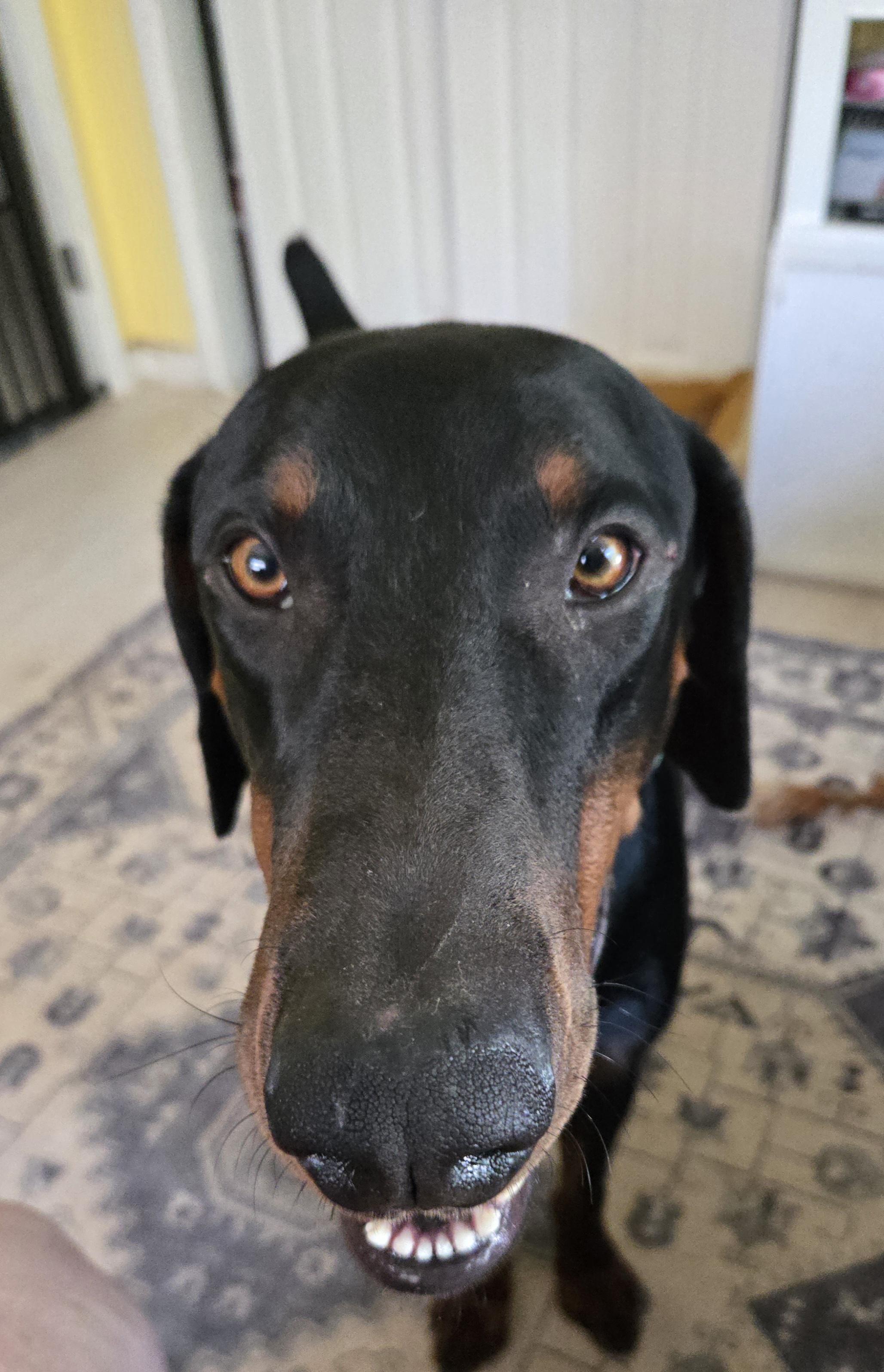 Kaido, a ADOPTABLE Doberman Pinscher in Knoxville, TN image 4/5