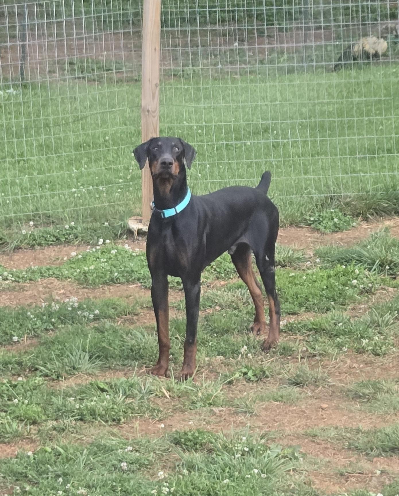 Kaido, a ADOPTABLE Doberman Pinscher in Knoxville, TN image 2/5