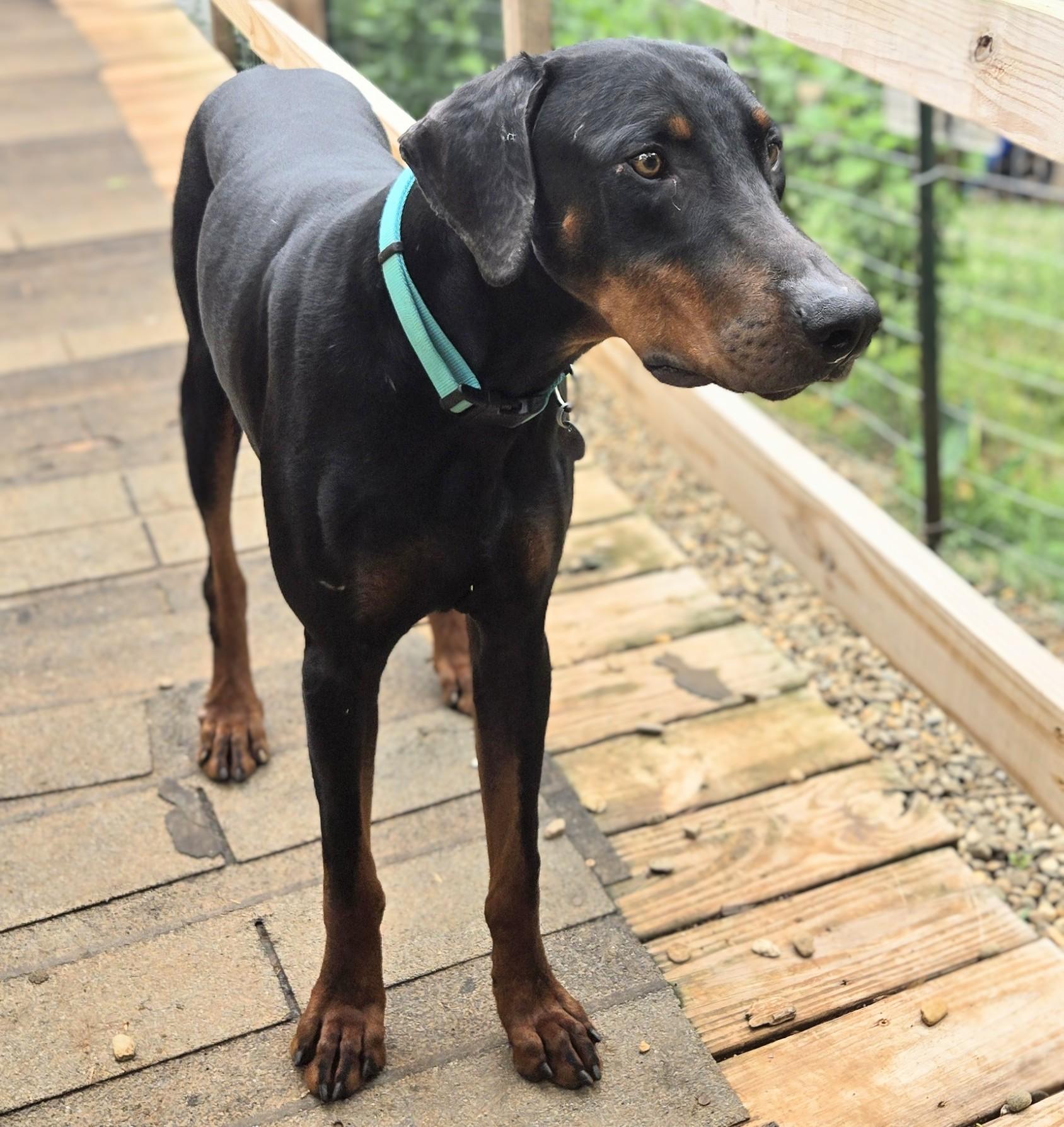 Kaido, a ADOPTABLE Doberman Pinscher in Knoxville, TN image 5/5