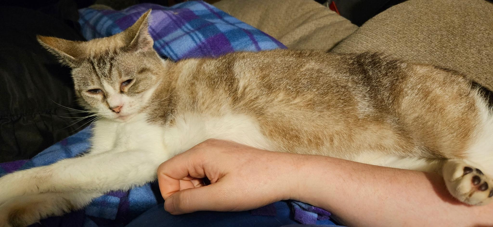 Enlarge Stitch, a Adopted mixed breed in Kirklin, IN image 3/4