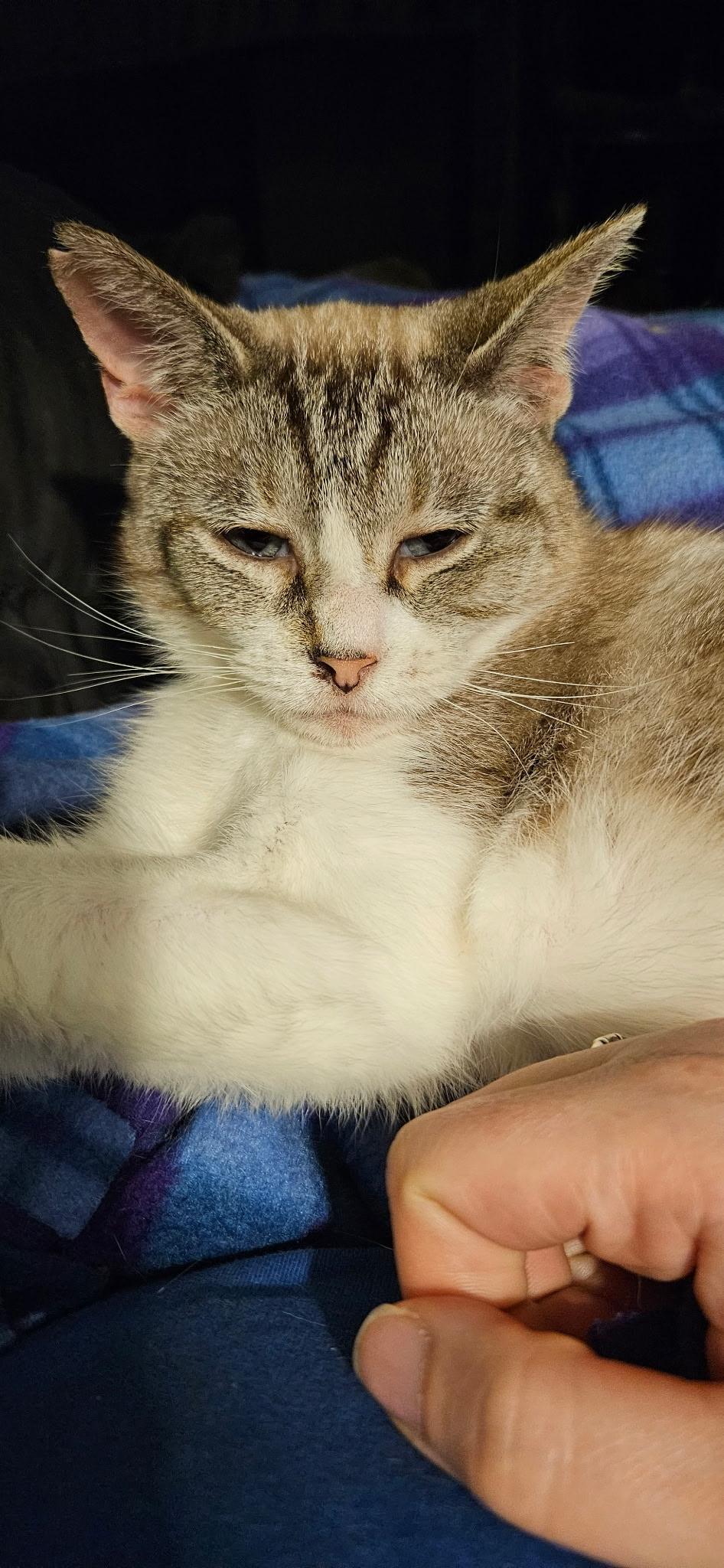 Enlarge Stitch, a Adopted mixed breed in Kirklin, IN image 4/4