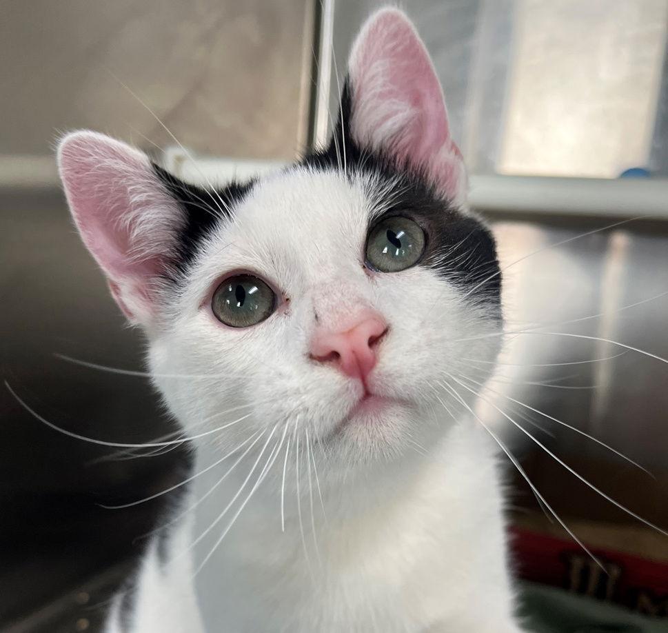 Iceland, Adopted, Young Male Tabby.