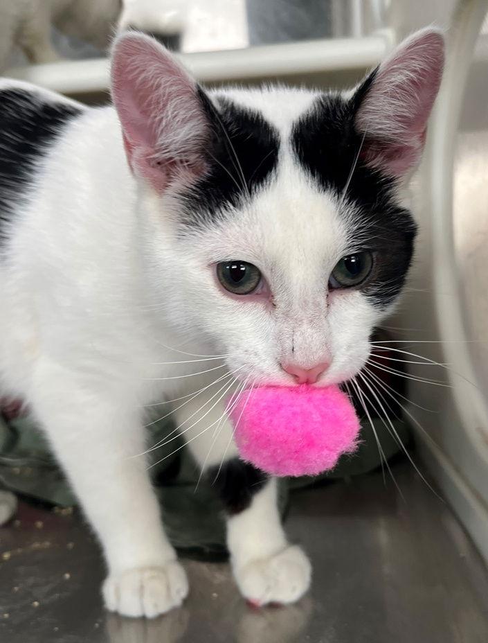 Enlarge Iceland, a Adopted Tabby in Carrollton, GA image 2/3