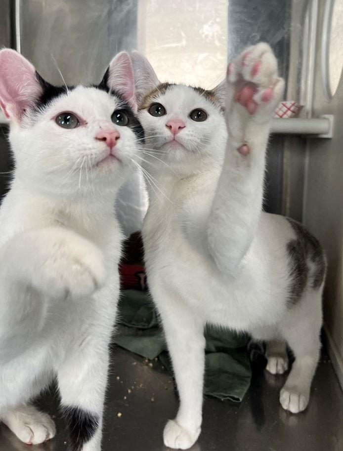 Enlarge Iceland, a Adopted Tabby in Carrollton, GA image 3/3