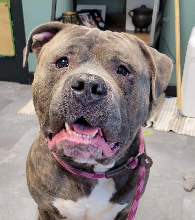 Frank, a ADOPTABLE American Bully in Lisbon, OH image 2/4
